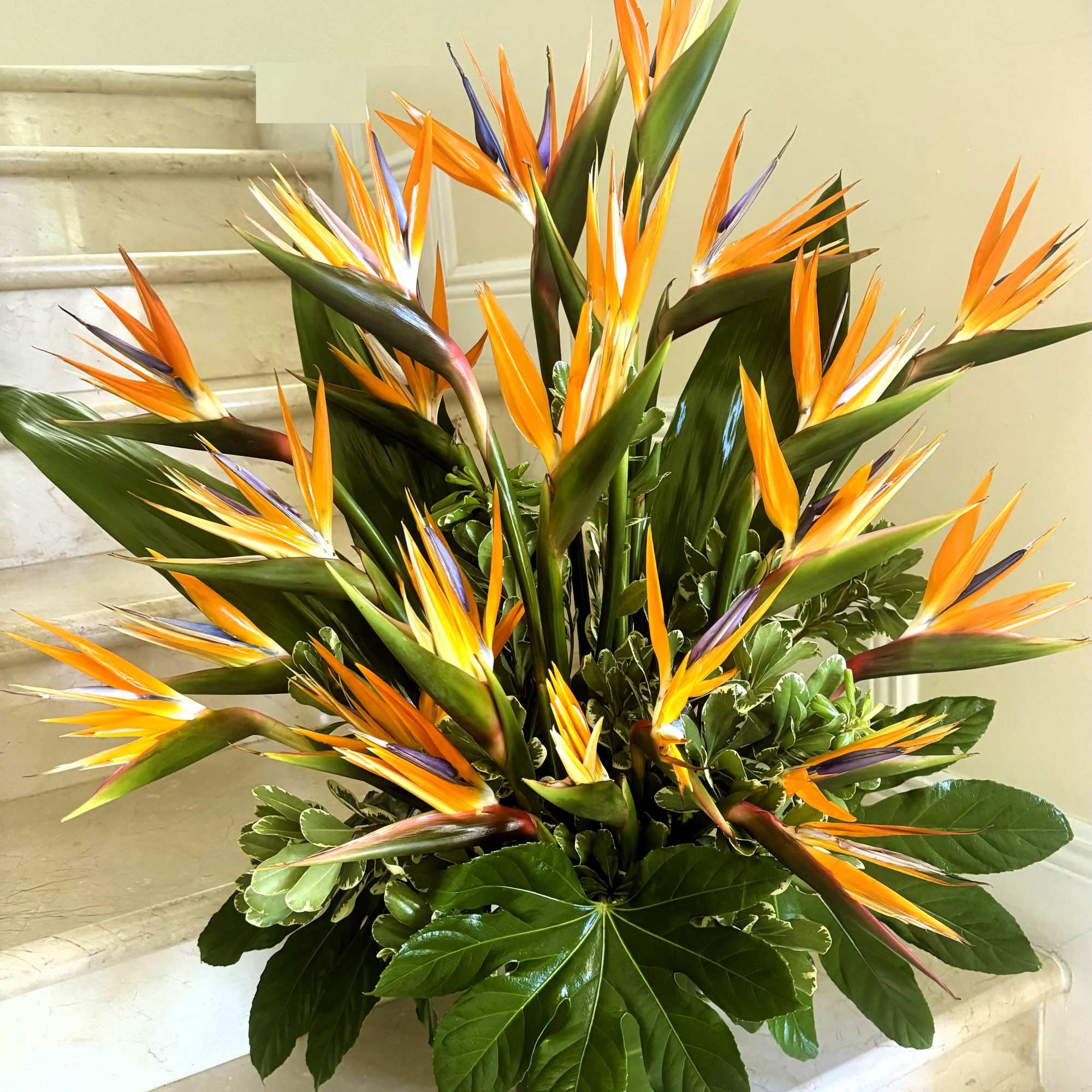 Tall arrangement of orange and purple bird of paradise flowers in a low container