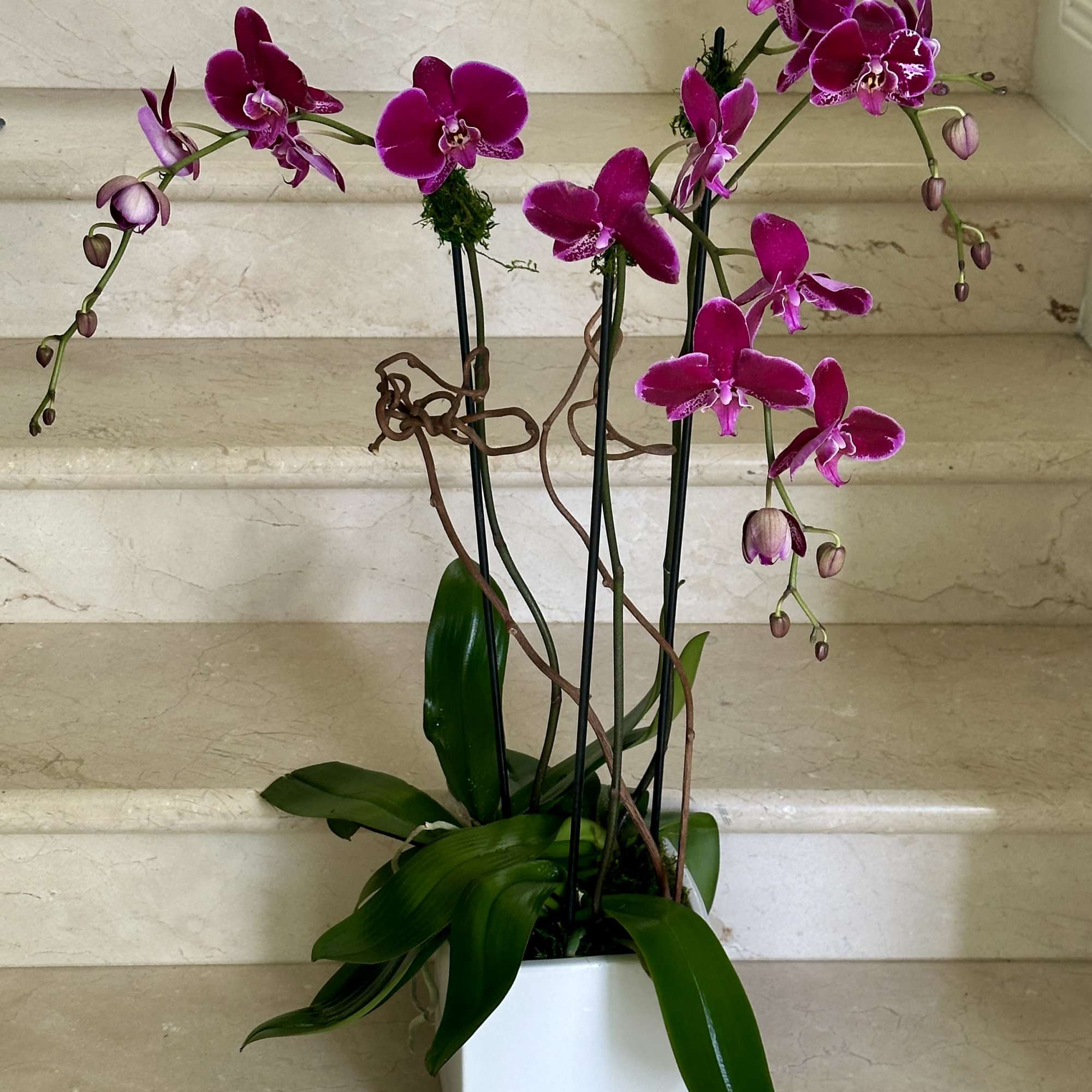 Potted fuchsia Phalaenopsis orchid plant with multiple blooming stems in a white square container.