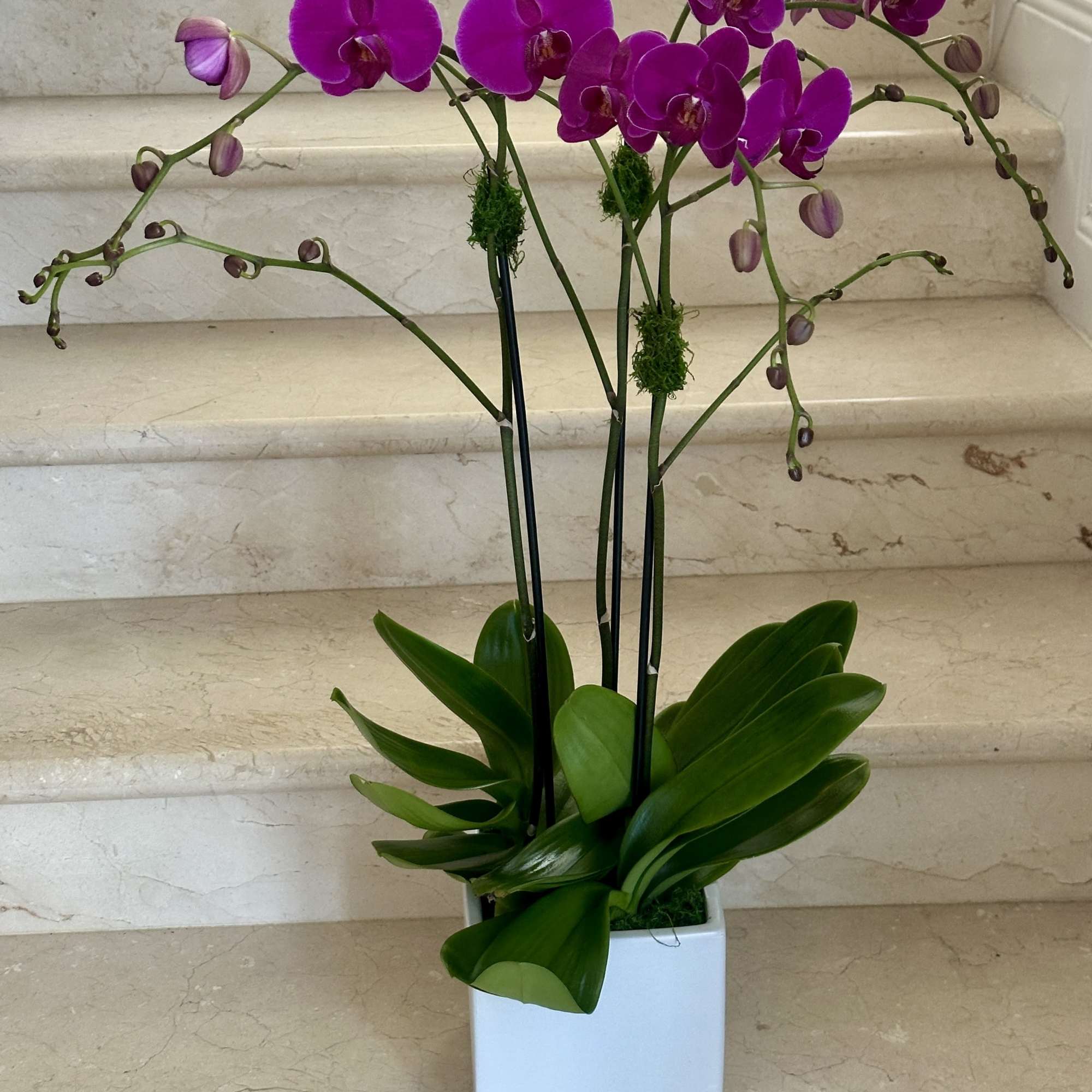 3 Purple Orchids Plants (Select) arranged in ceramic container.
