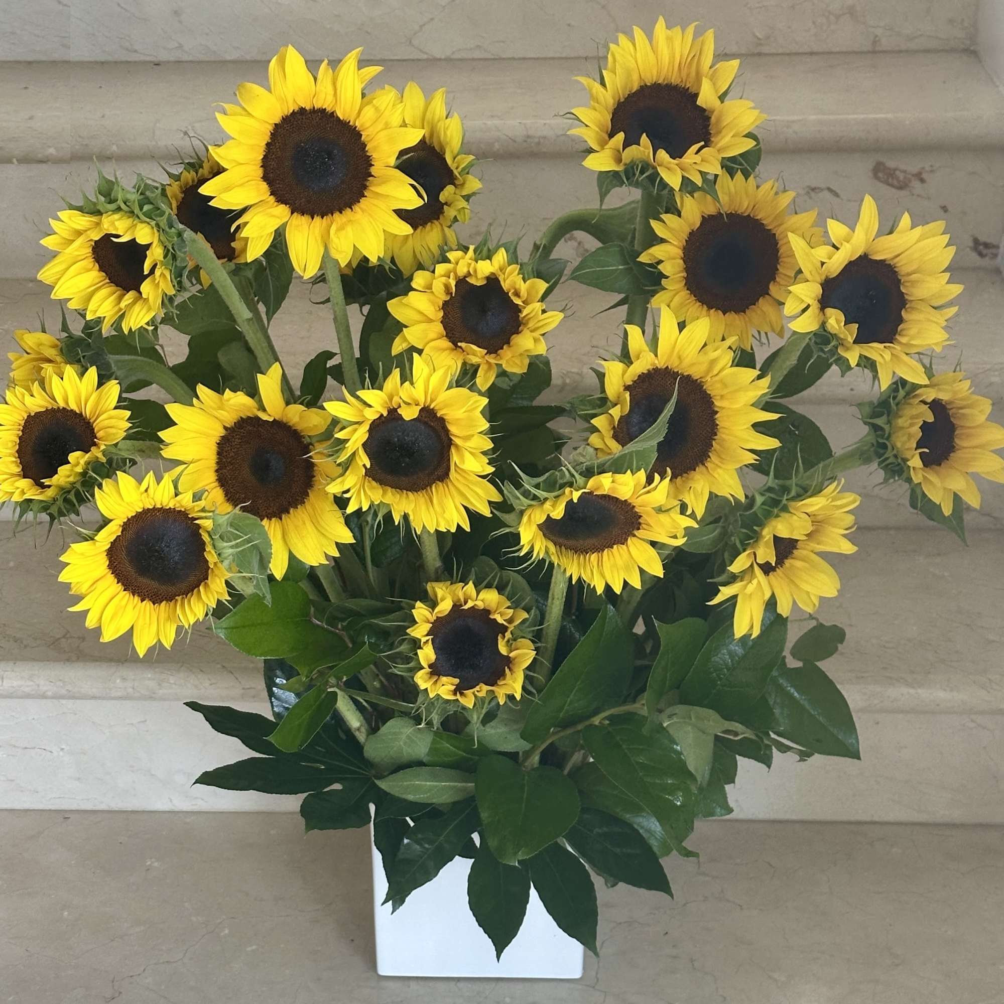 Tall arrangement of yellow sunflowers with dark centers in a white square vase