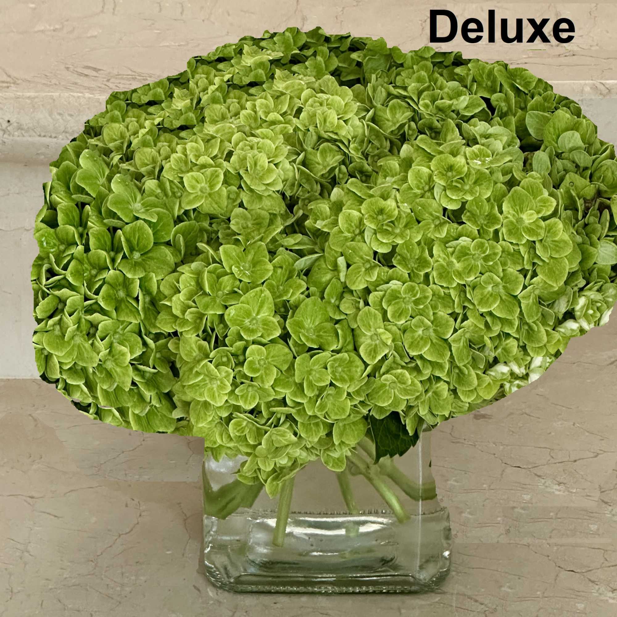 Green hydrangea bouquet in a clear glass vase, photo 2 of 3