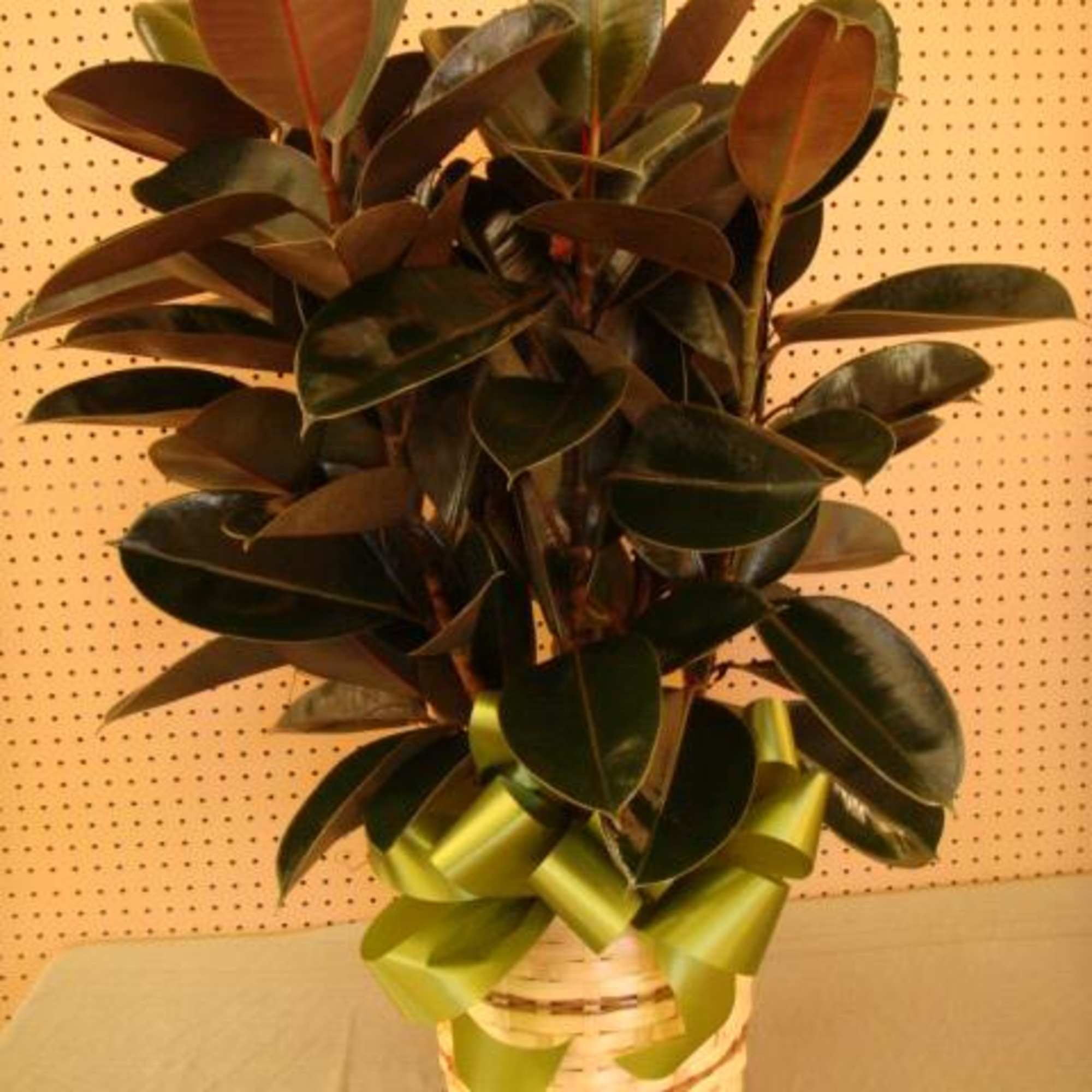 Potted rubber plant with dark glossy leaves in a woven basket with green ribbon