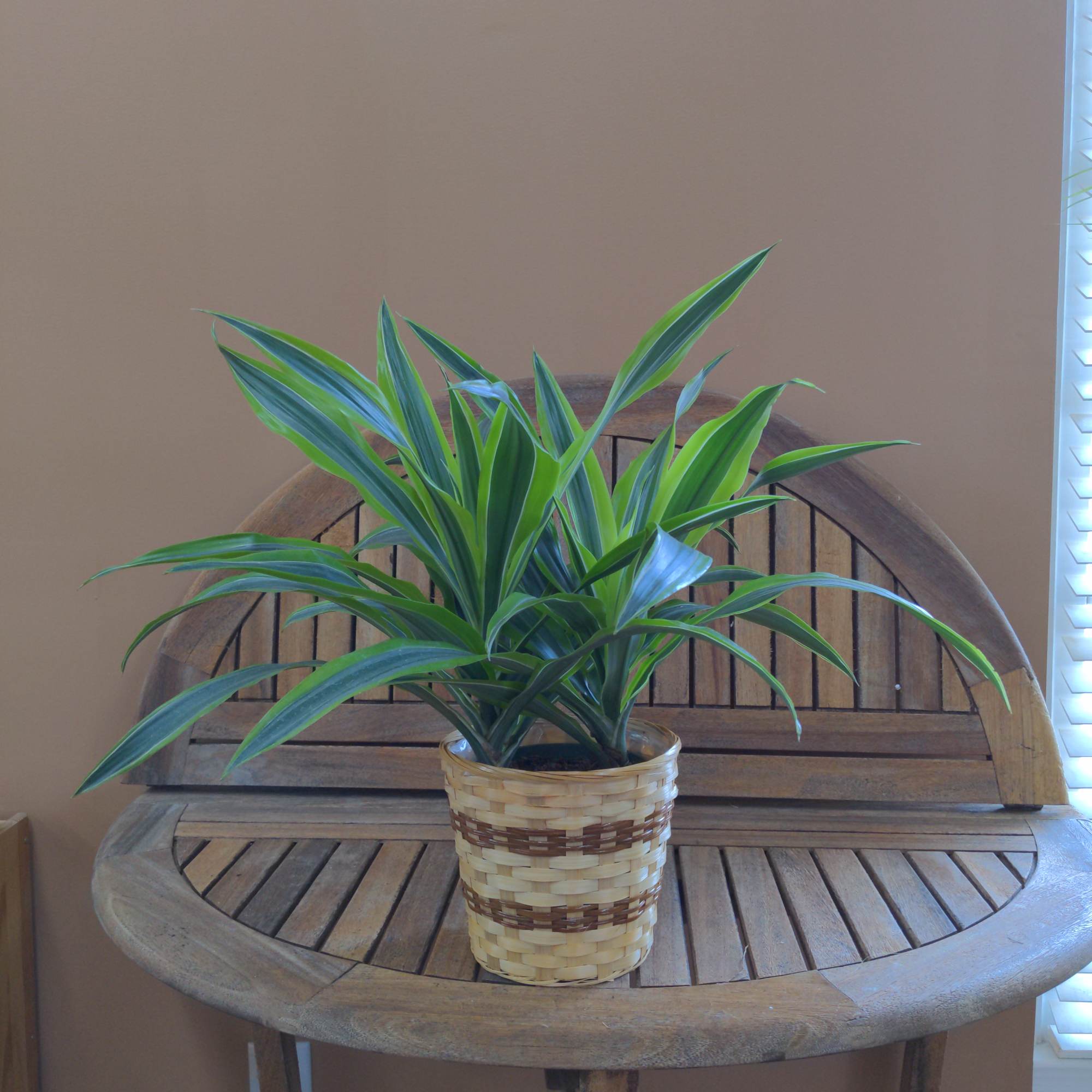 18" to 24" tall Lemon Lime Dracaena , photo 2 of 3