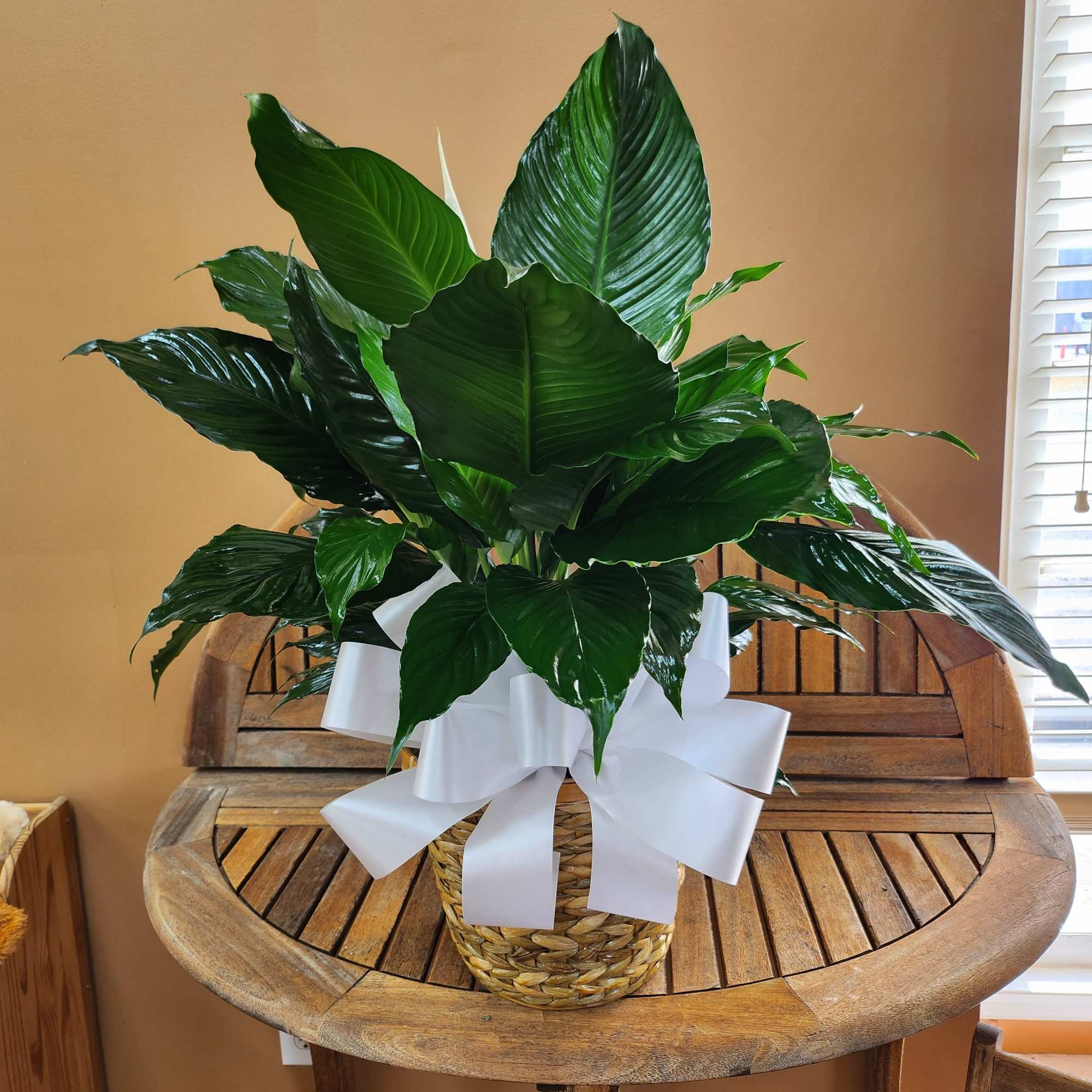 All Plants Come In A Wicker Basket With a Bow, photo 2 of 2
