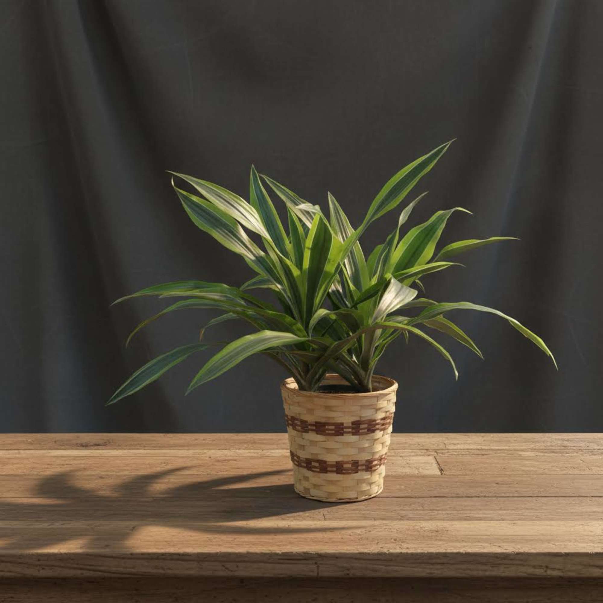 18" to 24" tall Lemon Lime Dracaena 