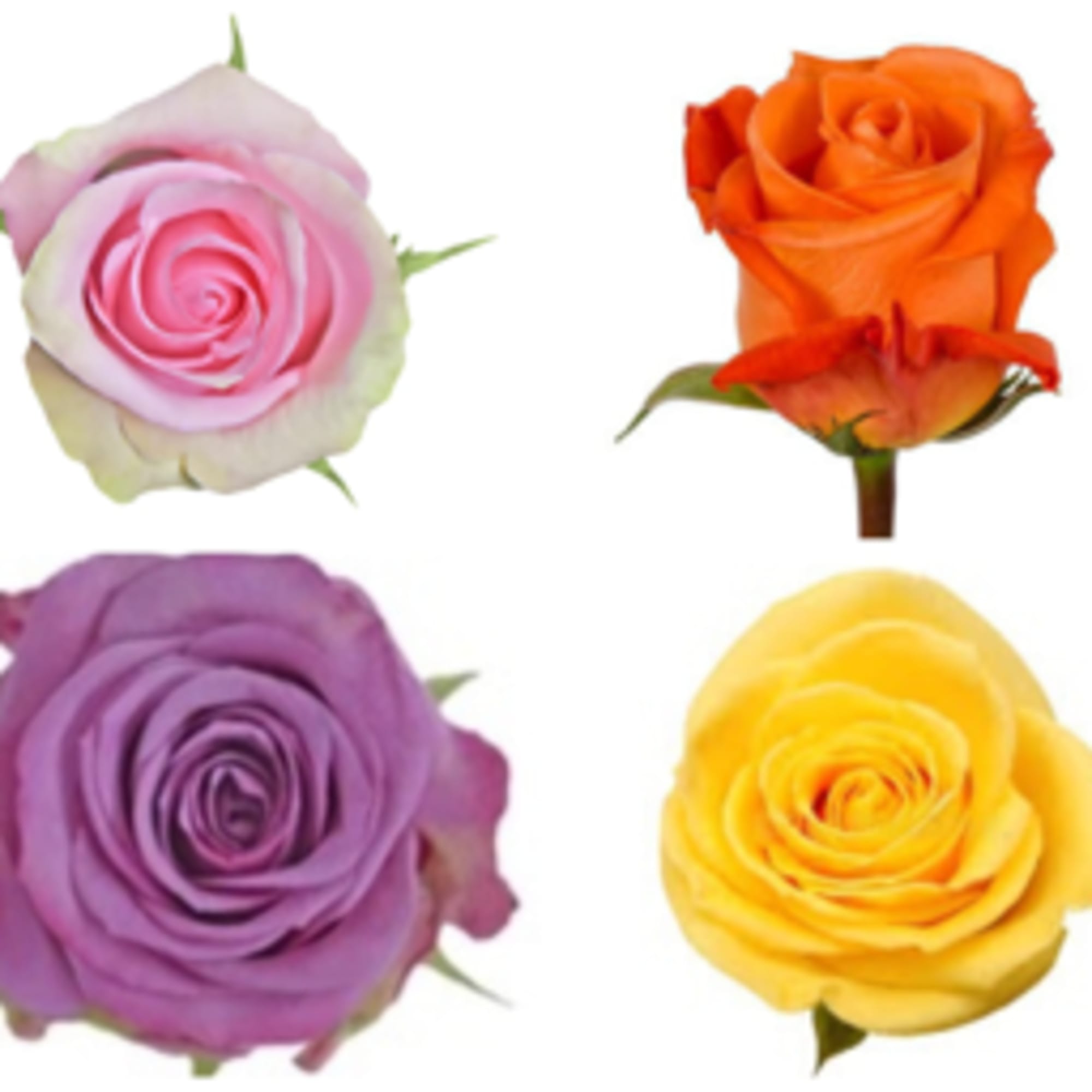 Four roses in pink, orange, purple, and yellow on a white background
