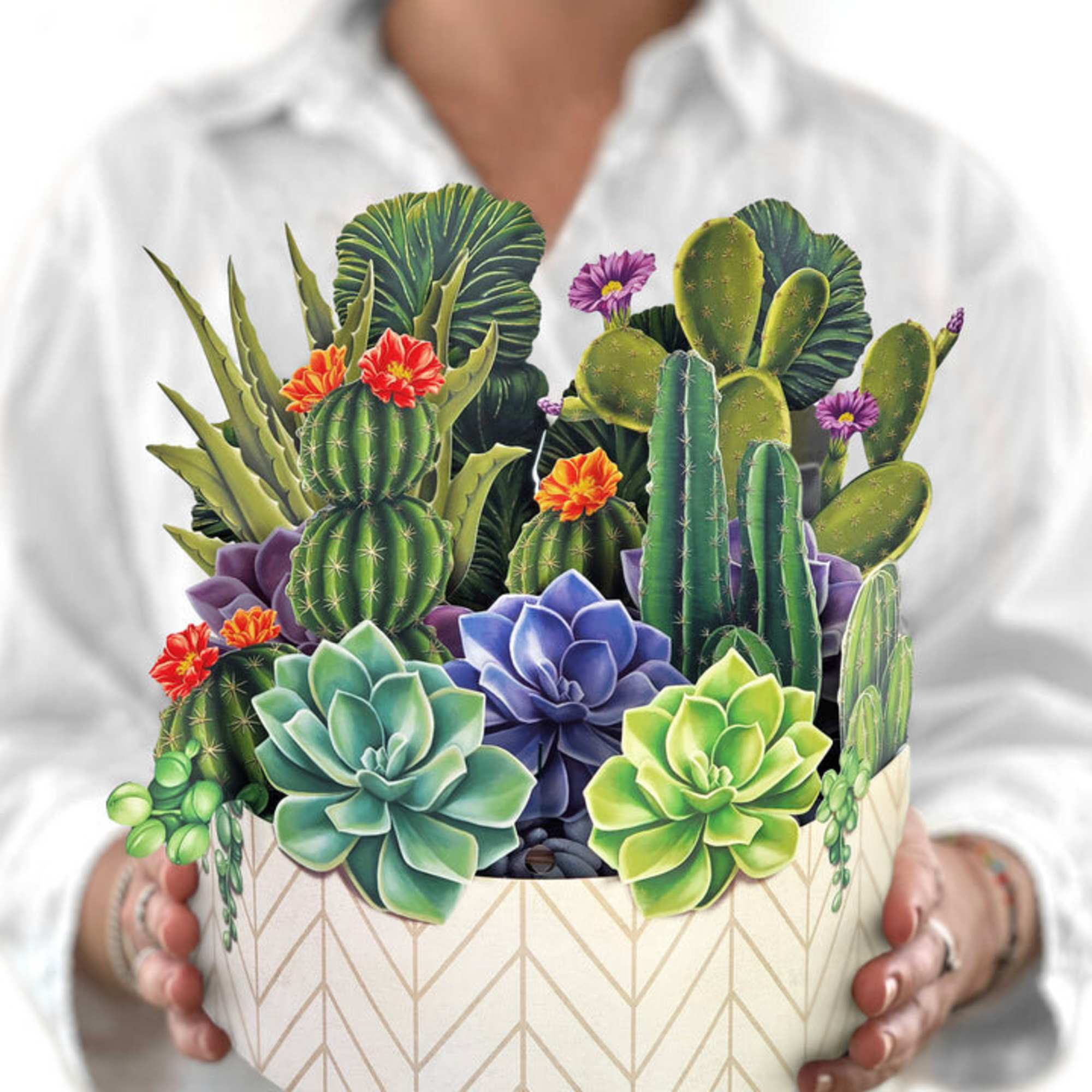 Succulent arrangement in a patterned round box held by a person