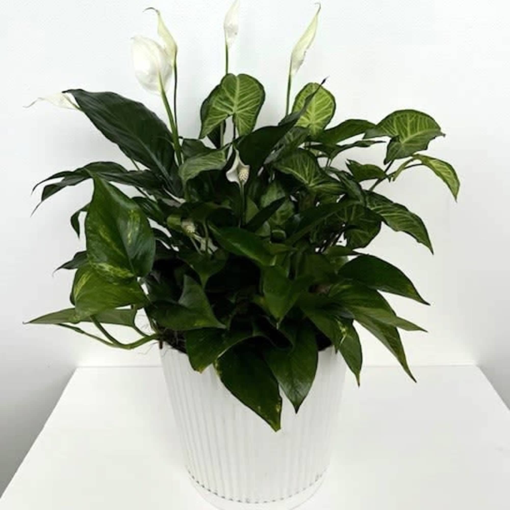 A beautiful sympathy plant in a 10" x 9.5" pot. Please include