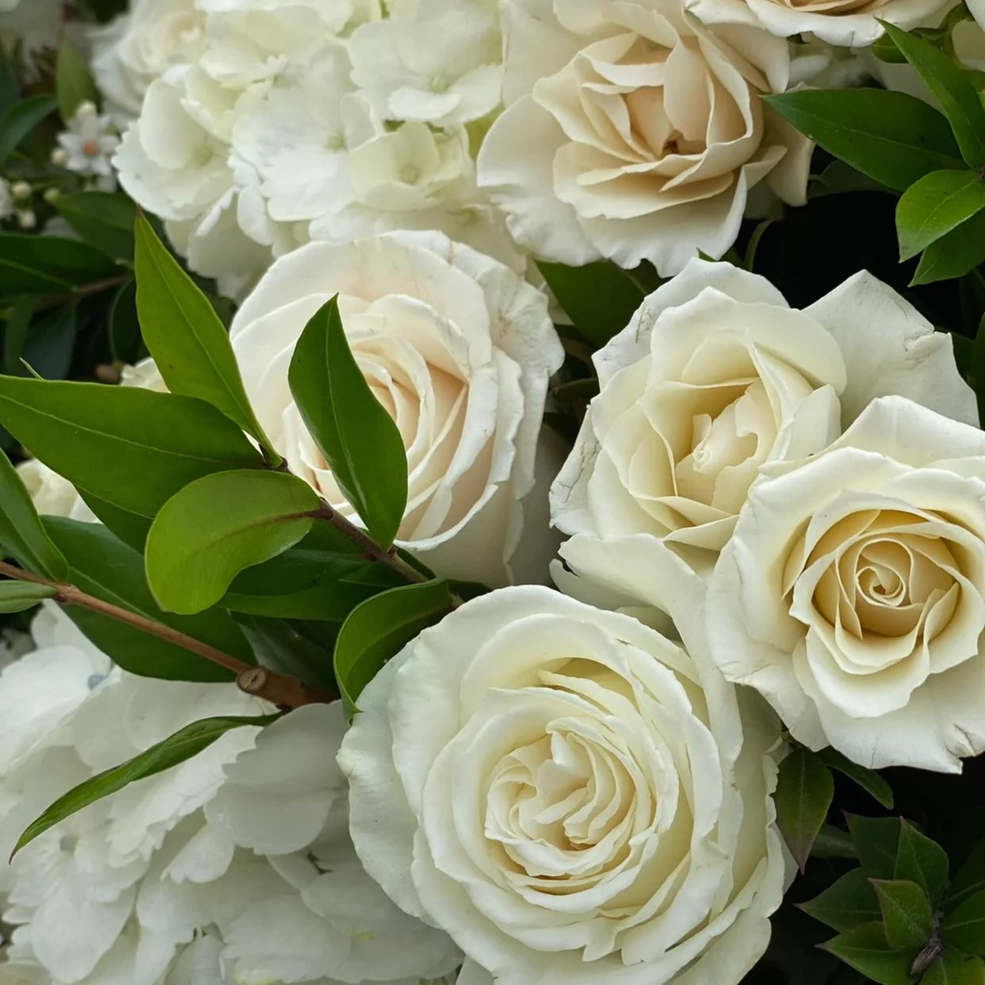 Cream roses and white hydrangeas with green foliage