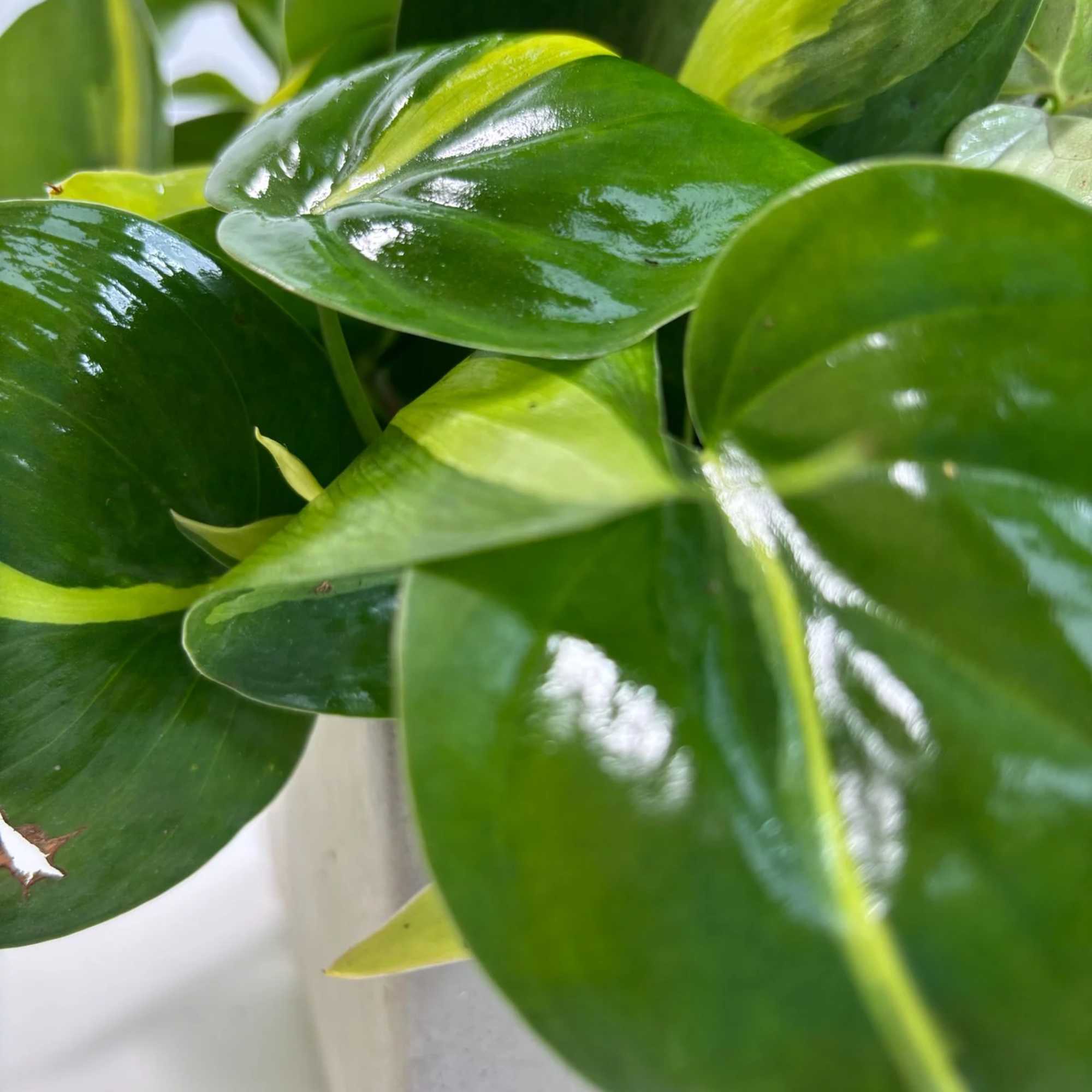 Close-up of a potted green houseplant with glossy variegated leaves