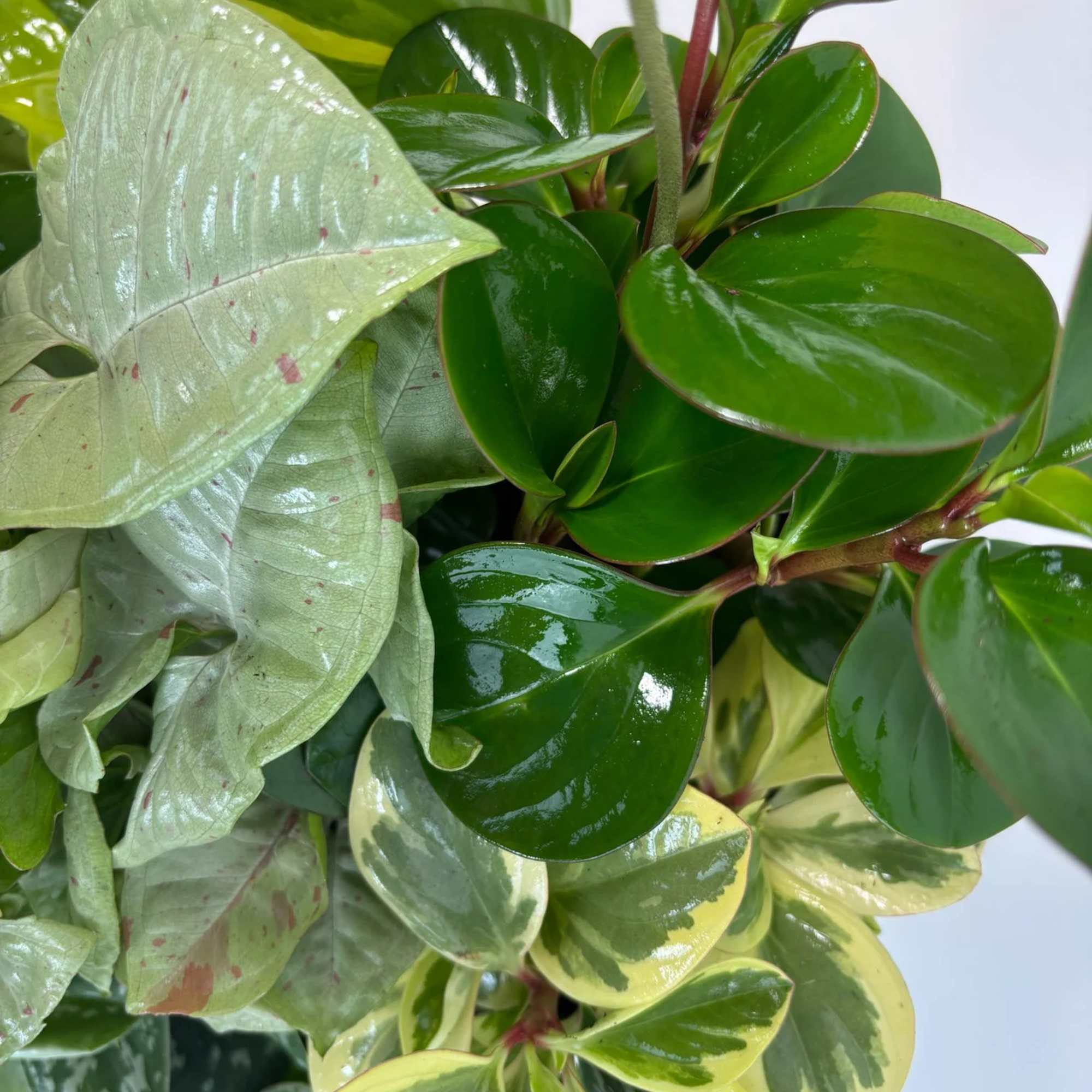 Close-up of a variegated potted plant with glossy green and pale leaves