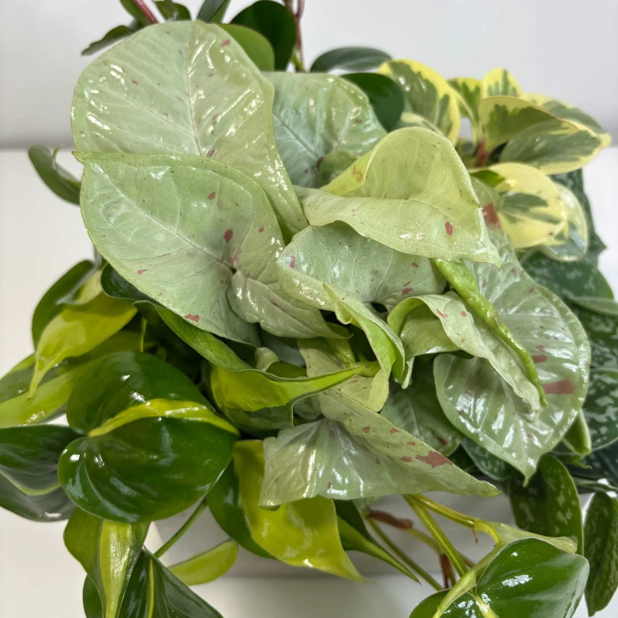 Assorted potted foliage plant with glossy green and variegated leaves