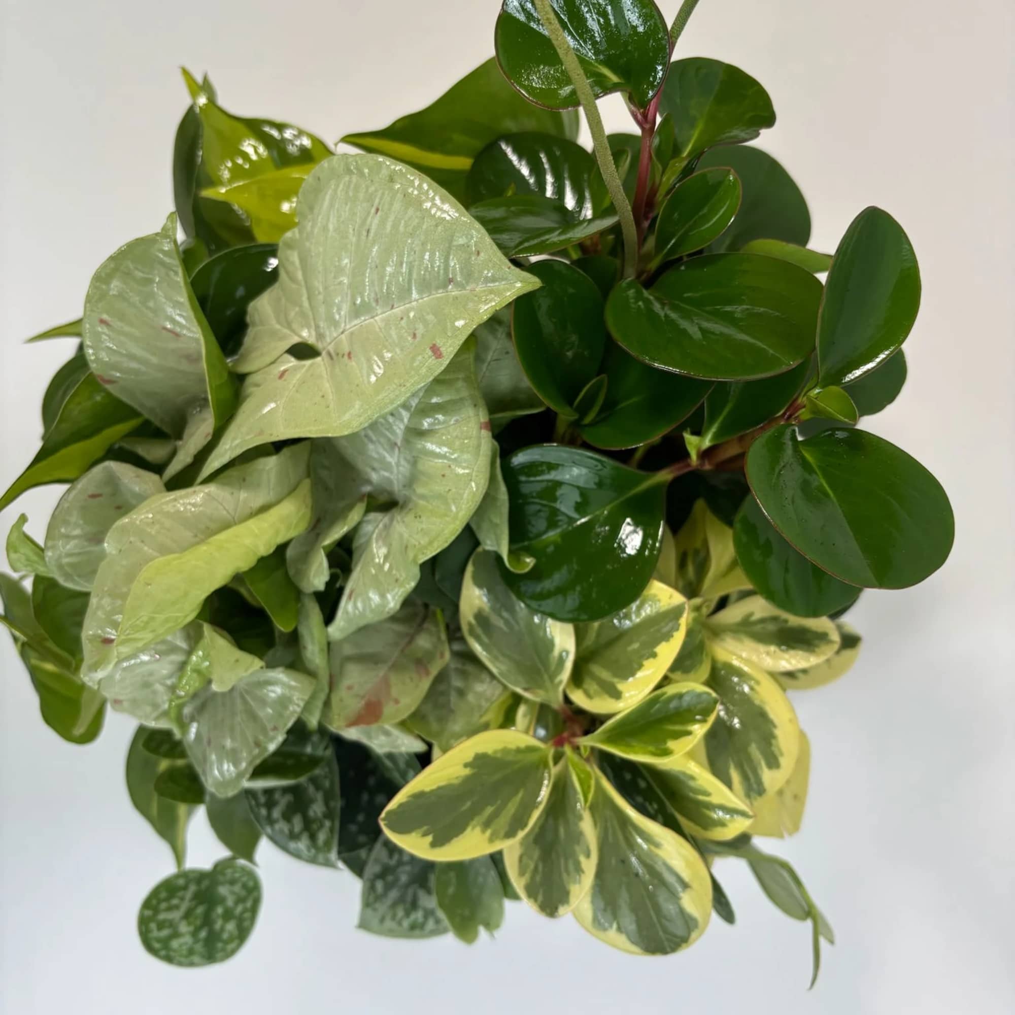Assorted potted foliage plants with glossy green and variegated leaves