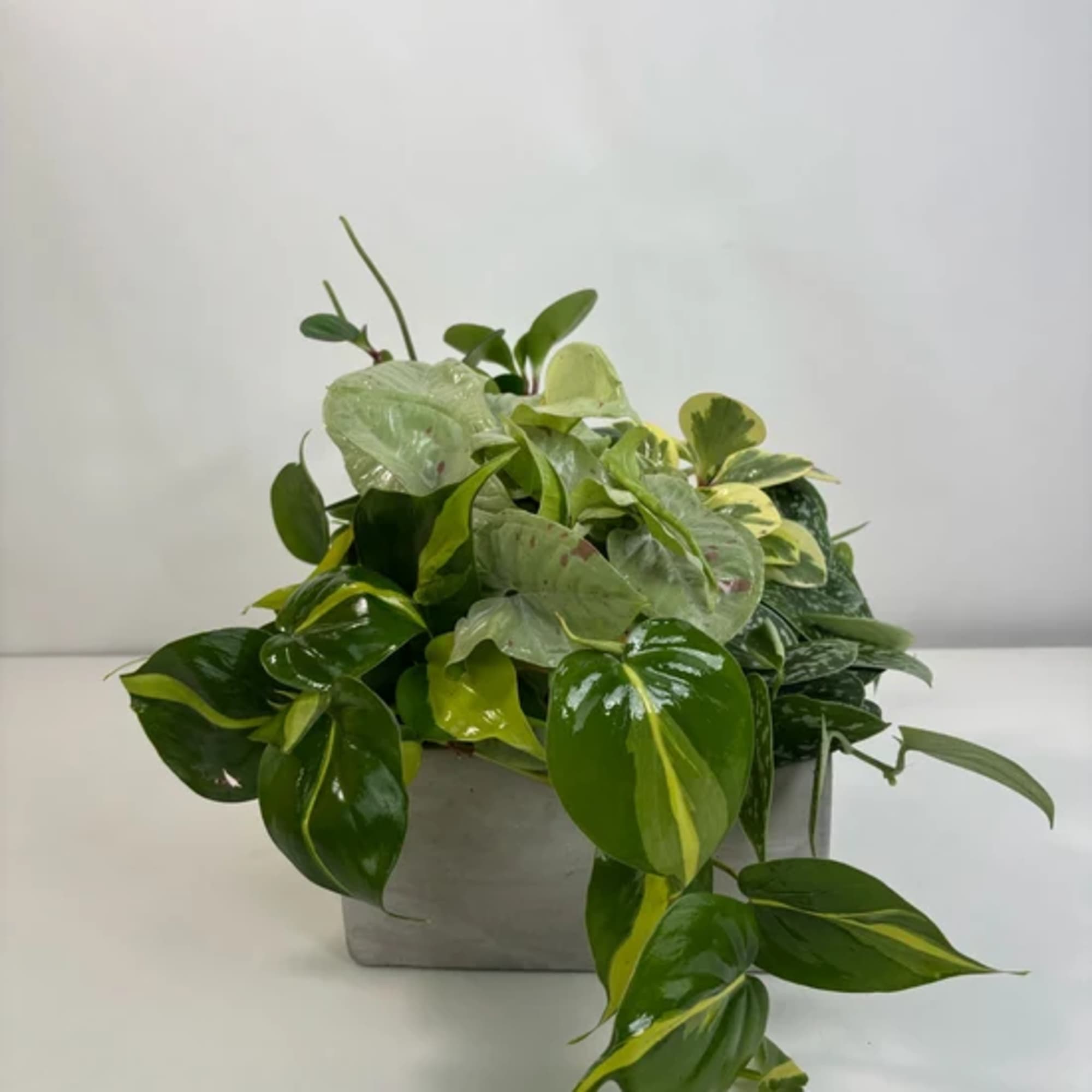 Potted arrangement of assorted green houseplants in a square gray container