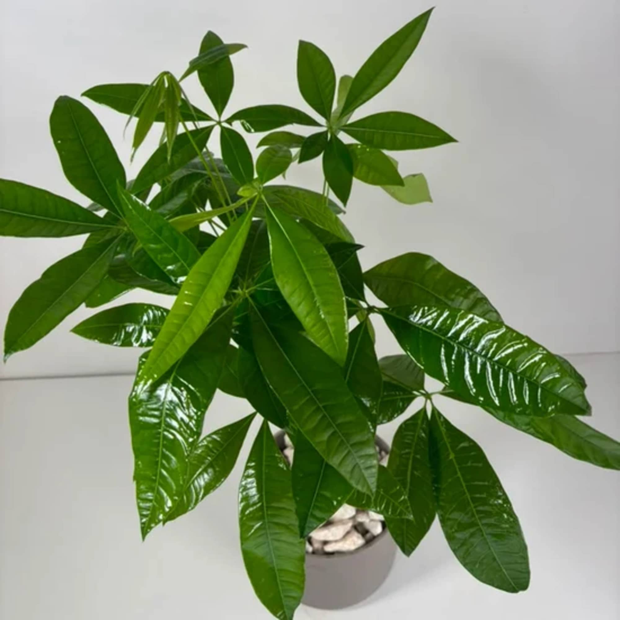 Potted green money tree plant with glossy leaves