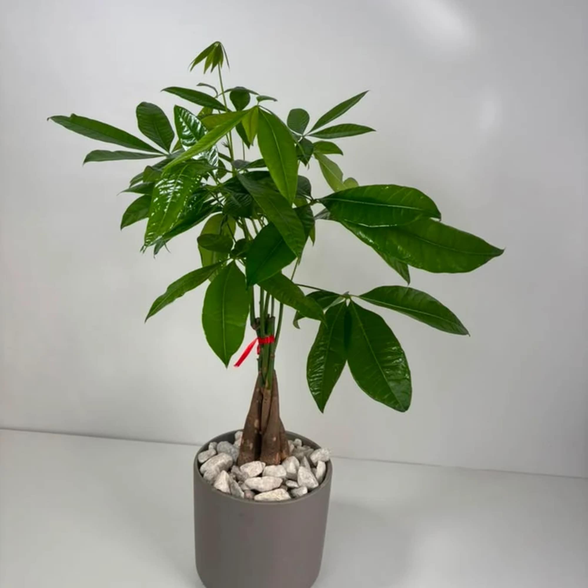 Potted money tree plant with glossy green leaves in a gray planter