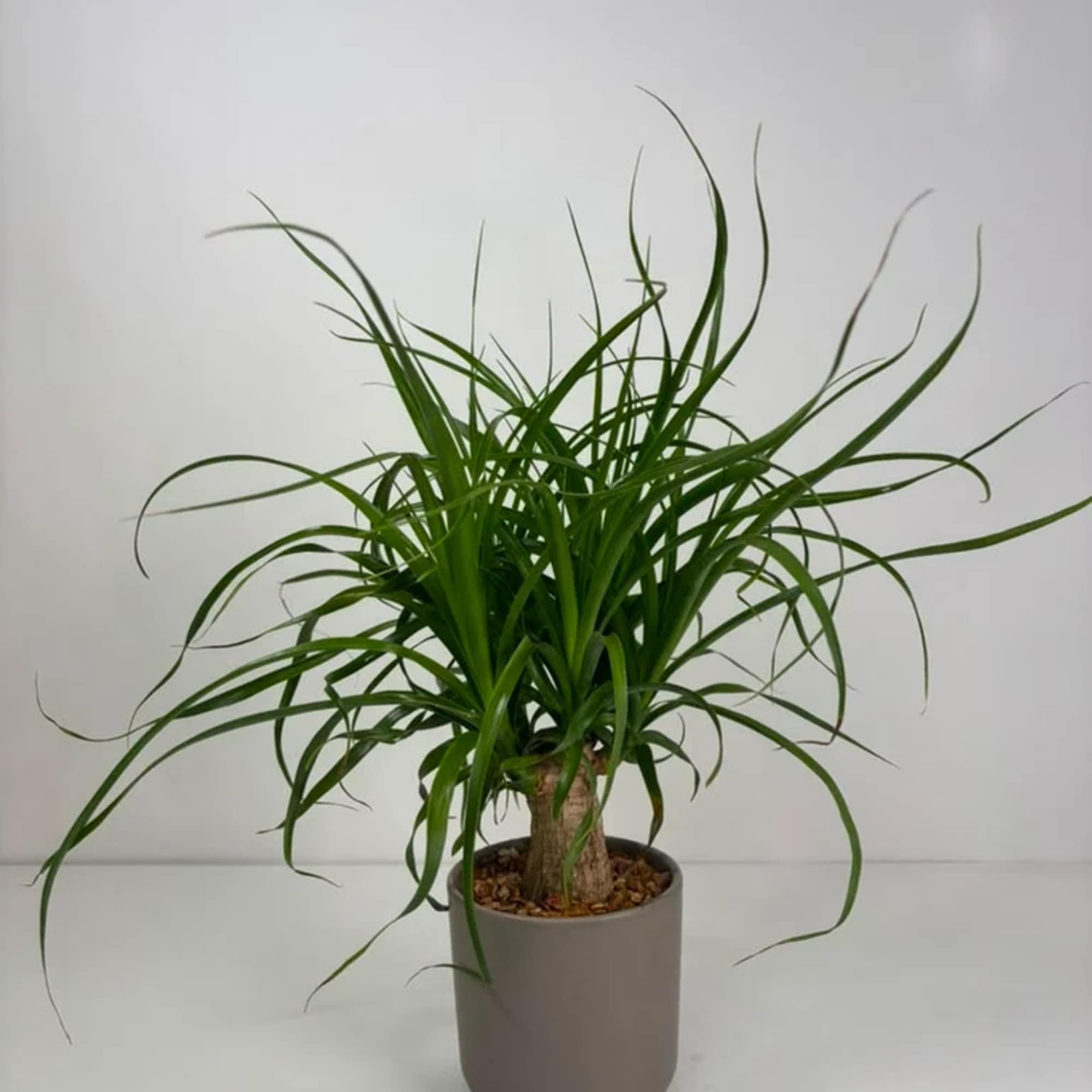 Potted green ponytail palm plant in a gray container