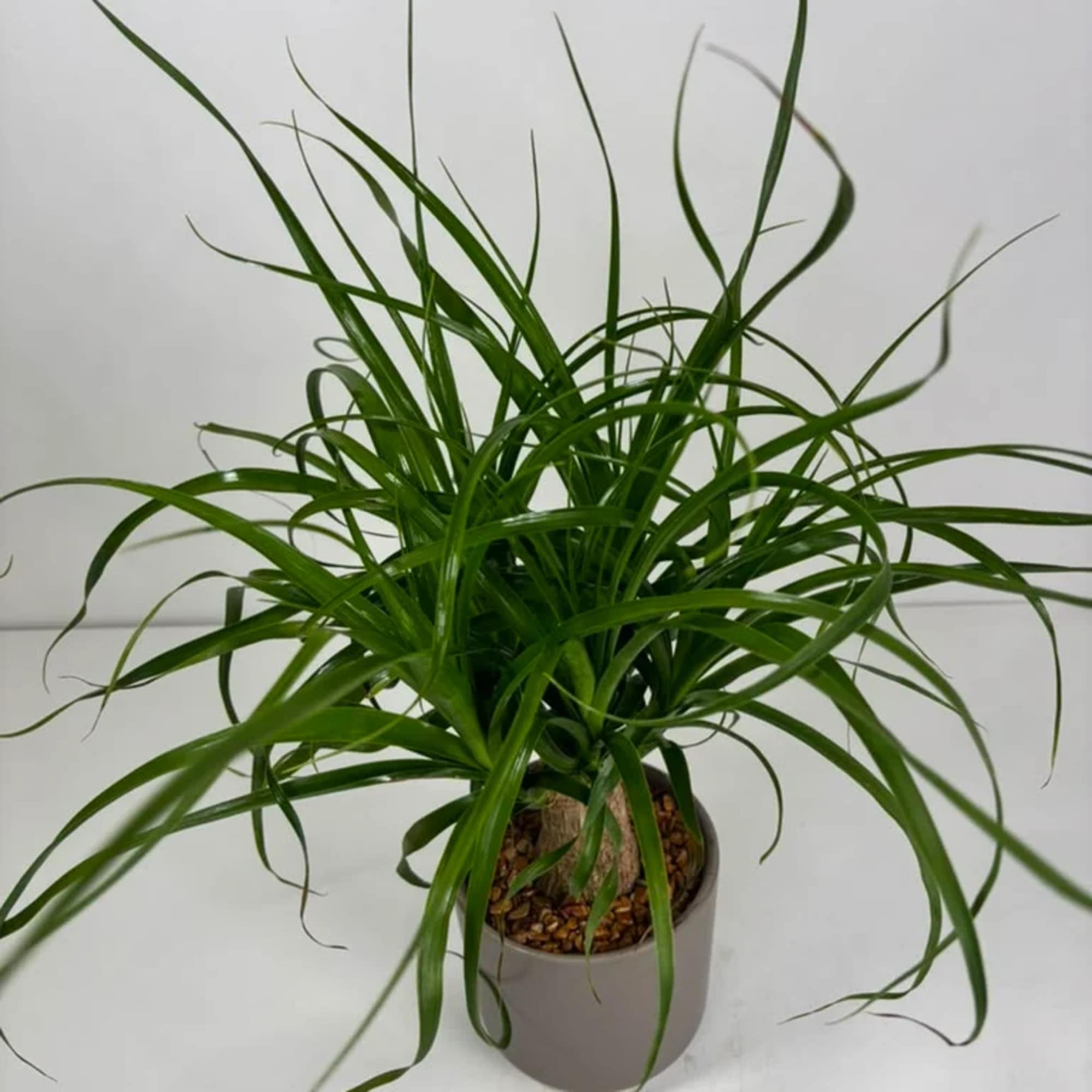 Potted green plant with long, arching narrow leaves, photo 2 of 3