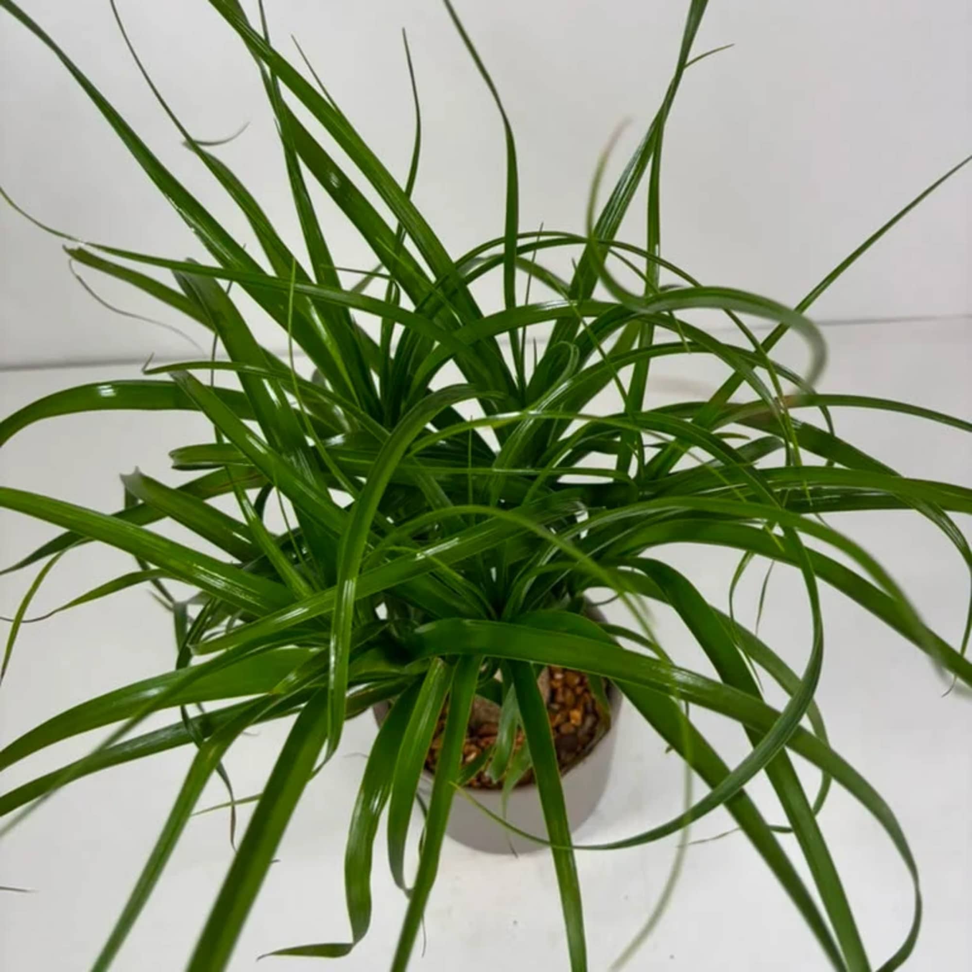 Potted green plant with long, arching narrow leaves, photo 3 of 3
