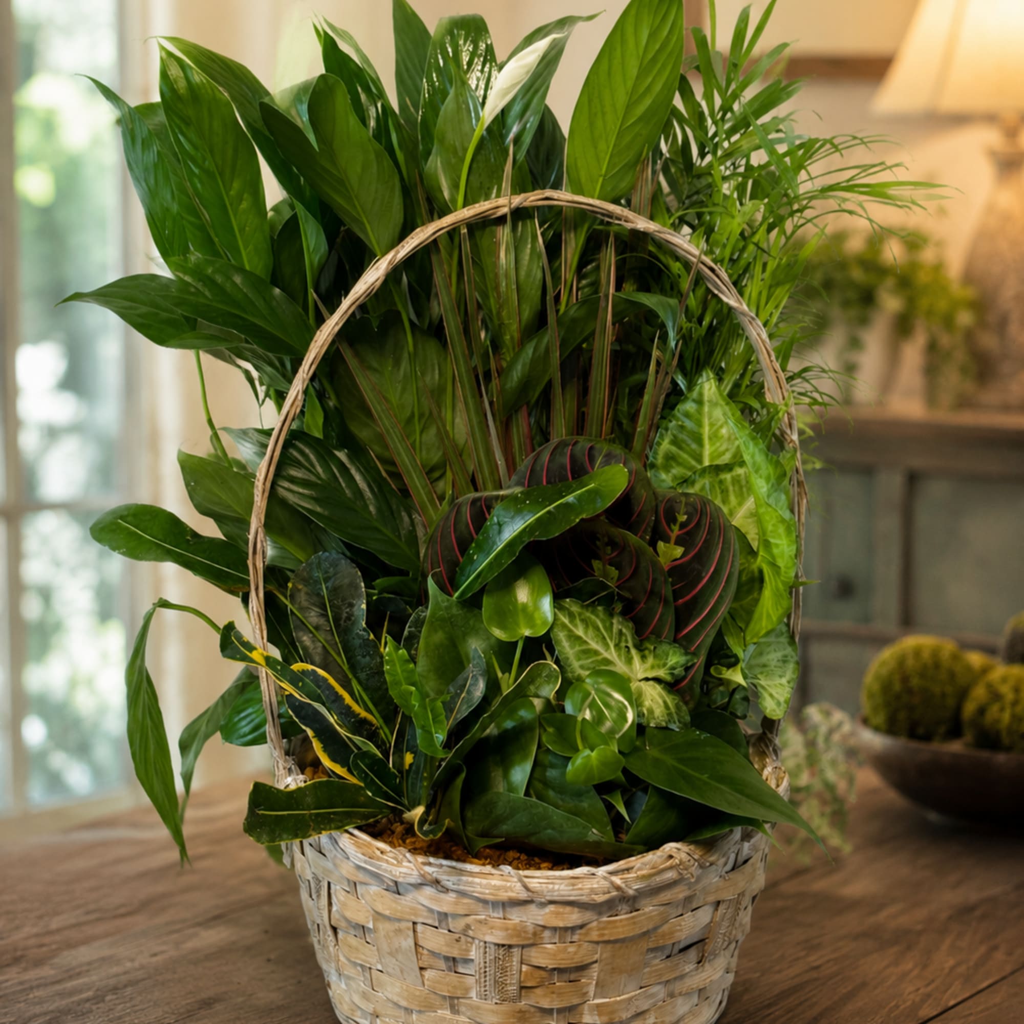 Basket of assorted green houseplants with a woven handle
