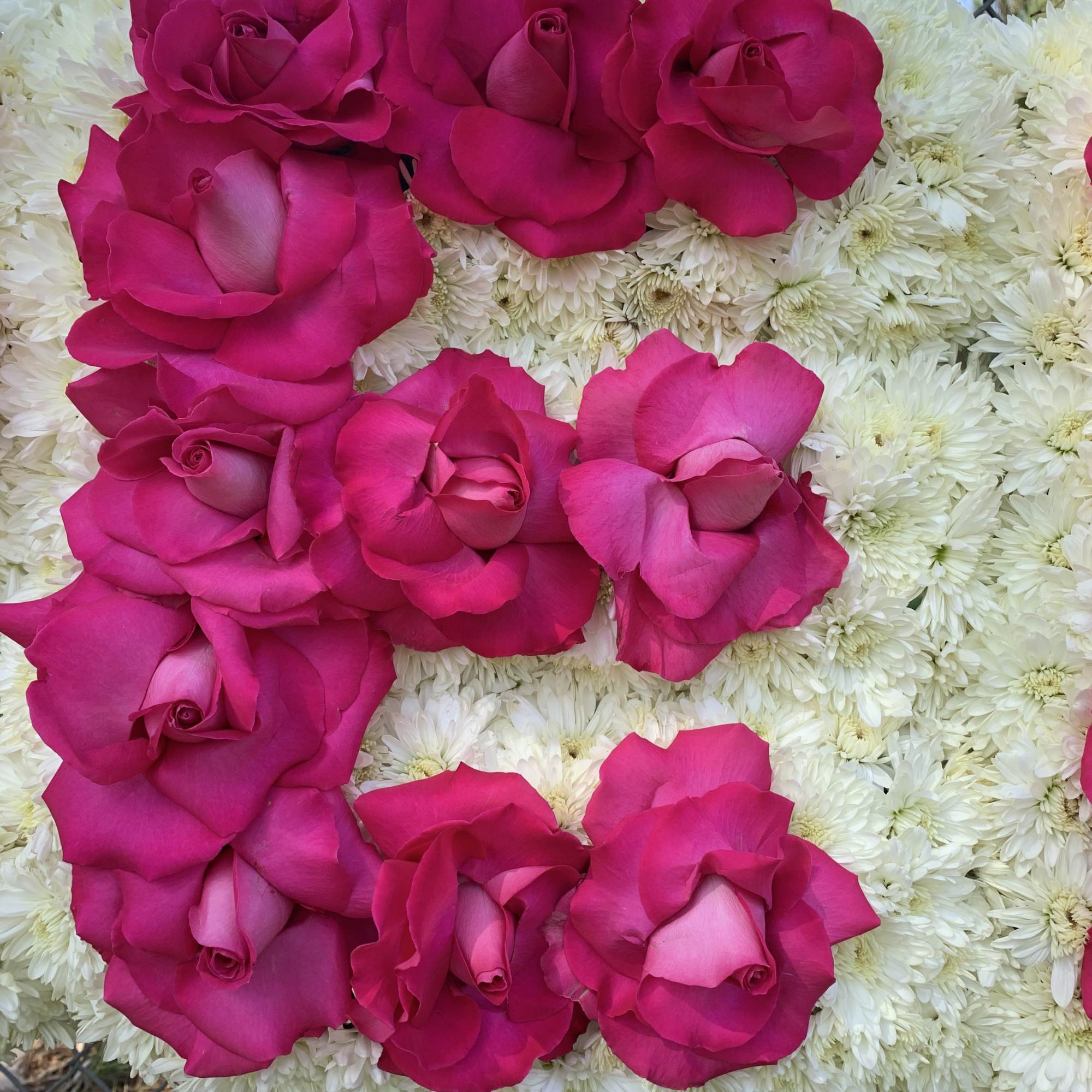 Hot pink roses arranged over a white chrysanthemum background