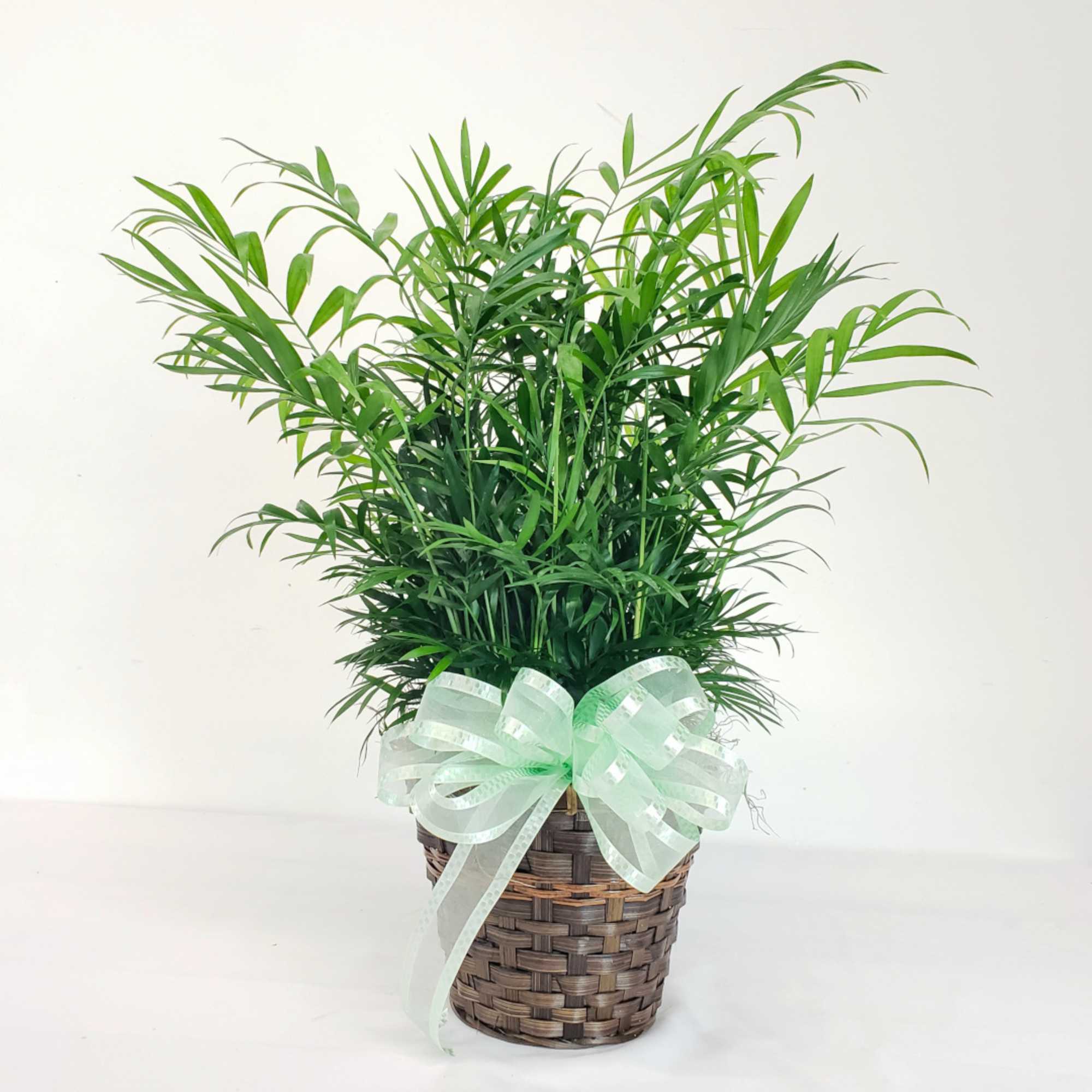 Potted palm plant in a woven basket with a pale green ribbon