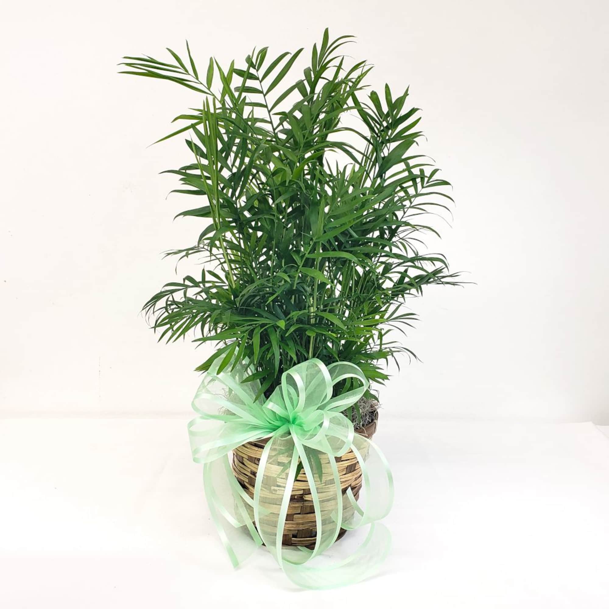 Potted green palm plant in a woven basket with a mint ribbon bow