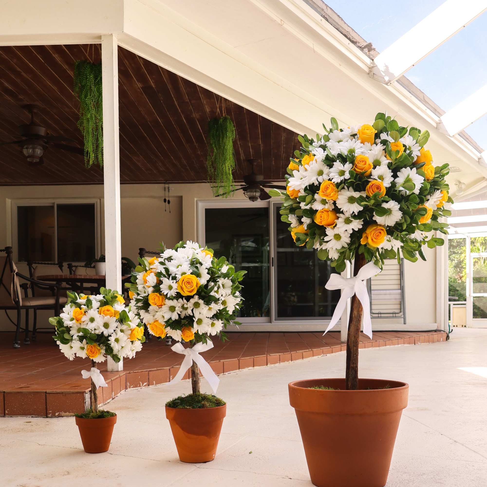 Remarkable Topiaries, in terracotta pots, with real wood Branch (can contain slight