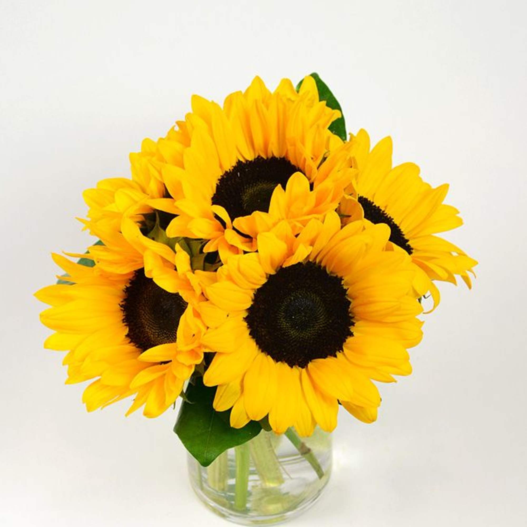 Radiant sunflowers beautifully arranged with a French Ribbon. Perfect for any occasion