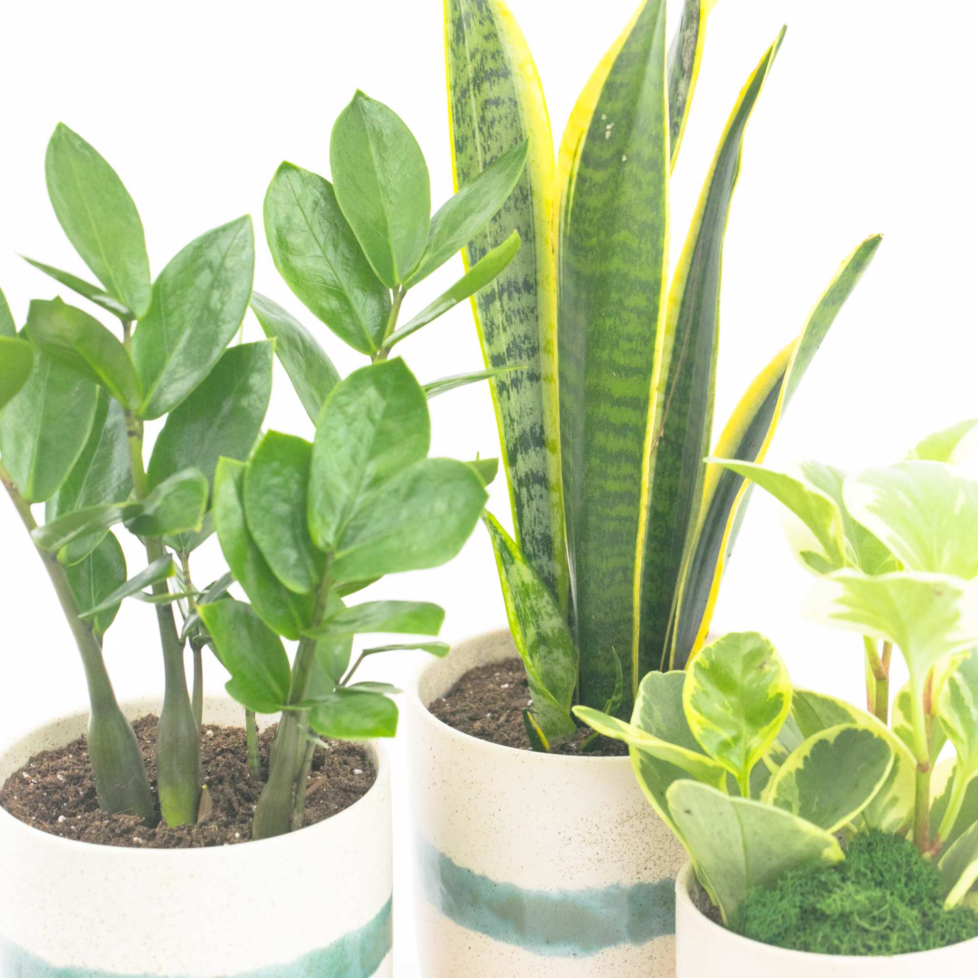 TRIO OF LIFE PLANTS IN MATEO POTS
Designer house plants. This set of, photo 3 of 3