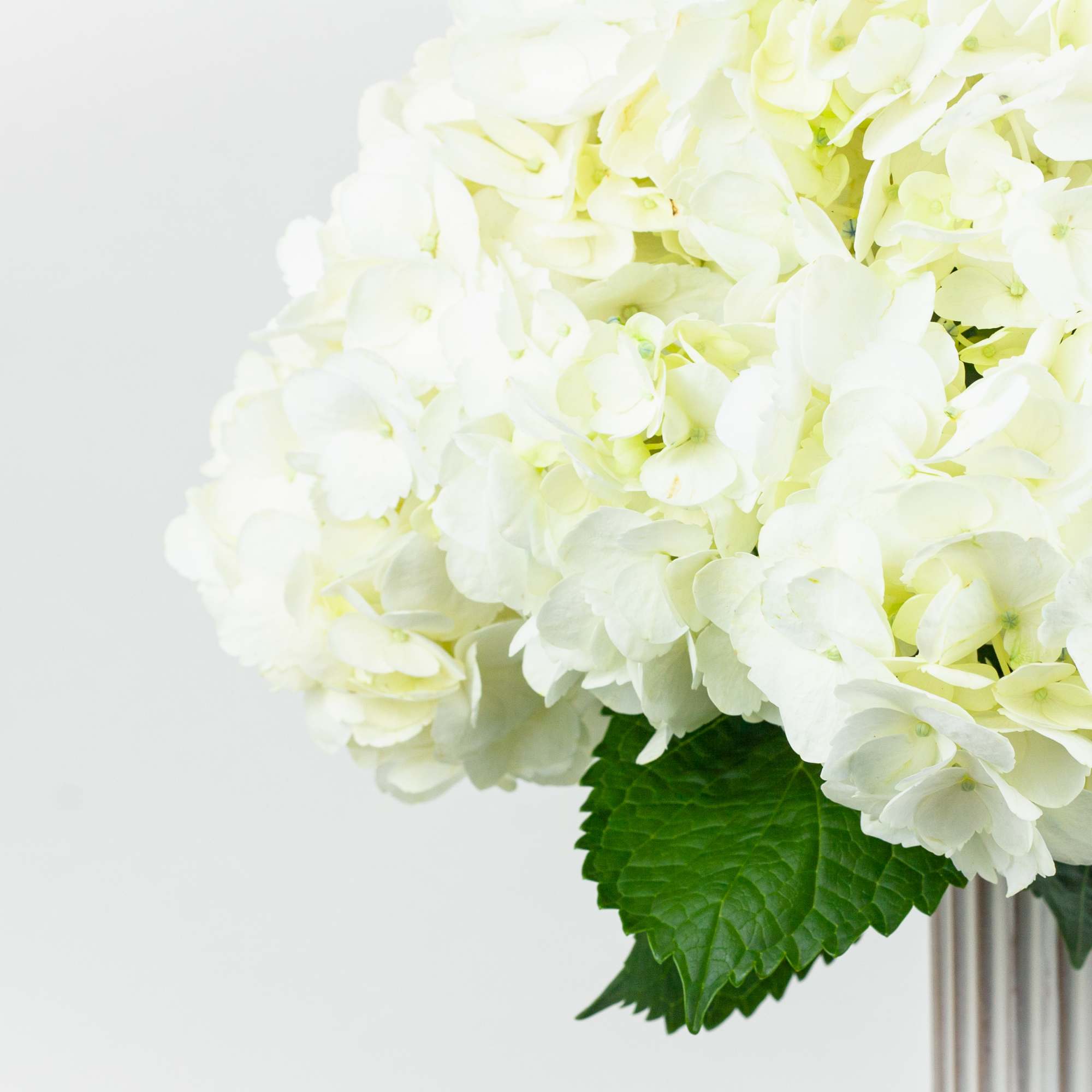 Arrangement of 6 Hydrangea white in a ceramic vase., photo 2 of 3