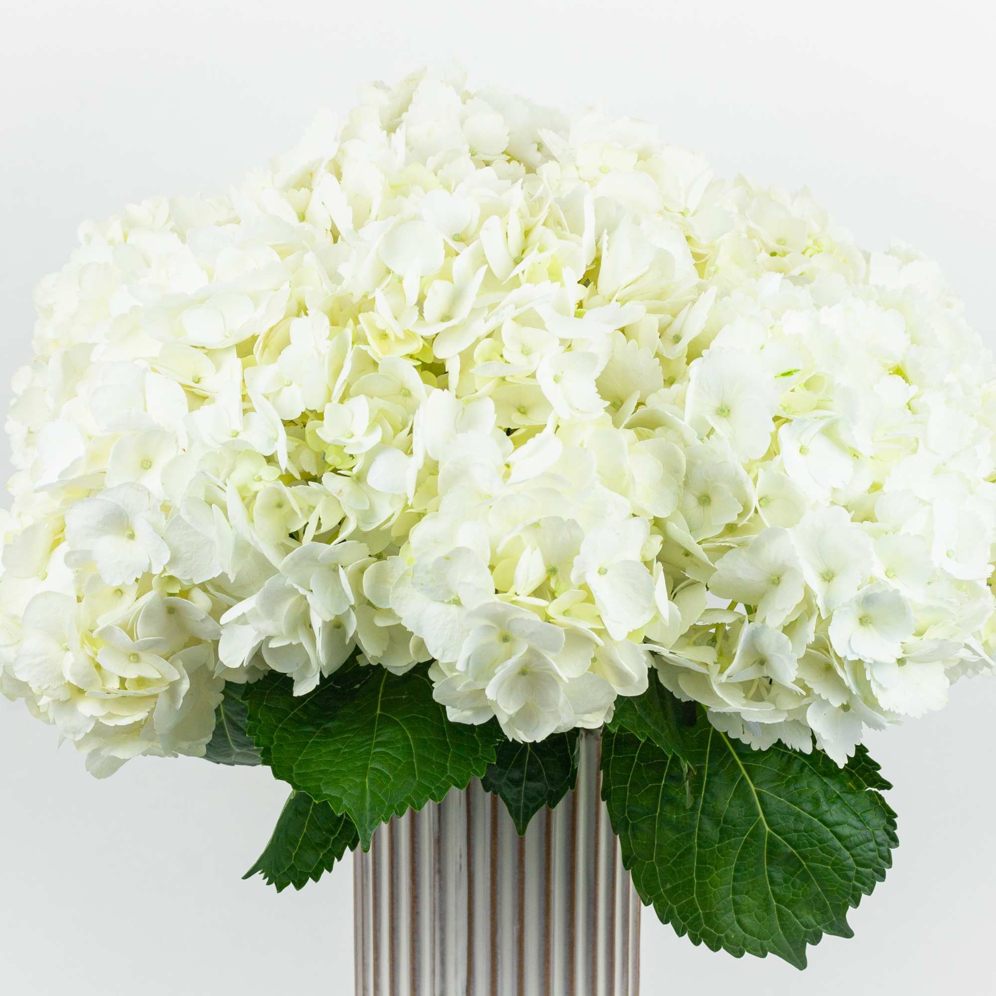 Arrangement of 6 Hydrangea white in a ceramic vase., photo 3 of 3