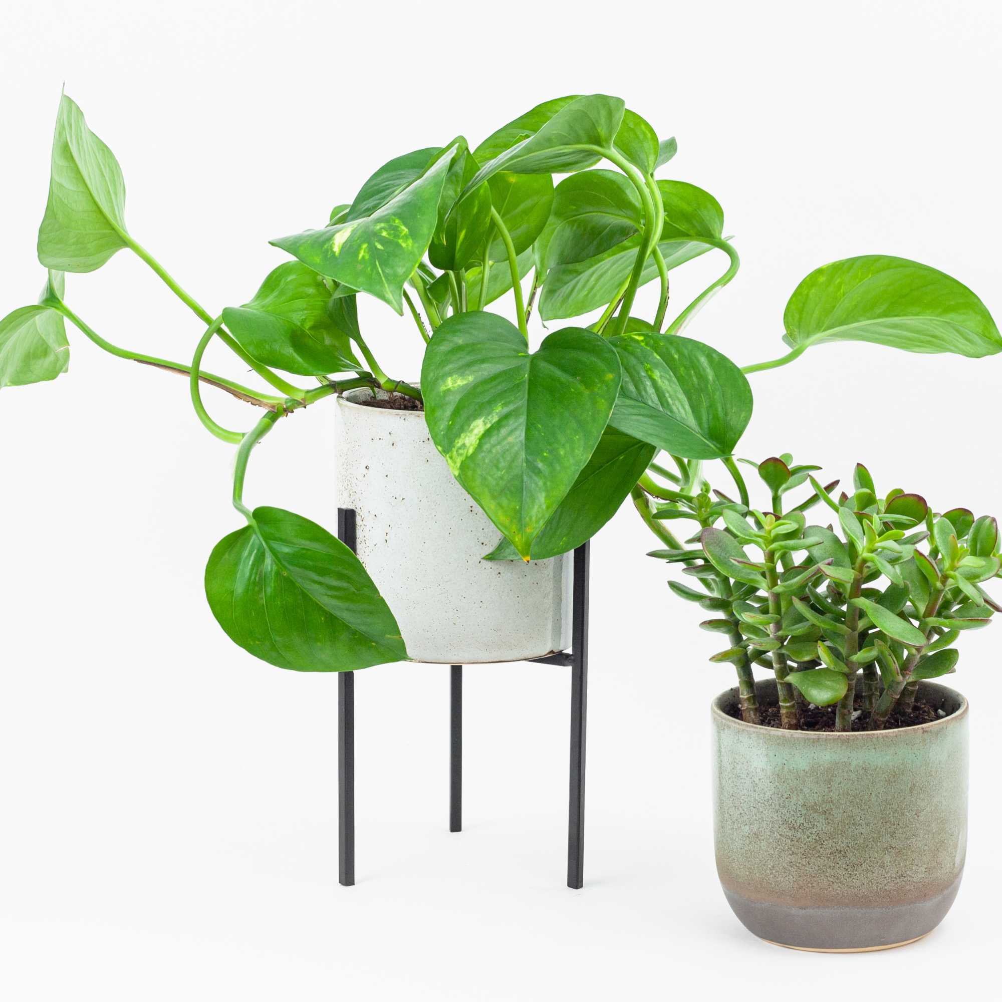 Two potted houseplants, one on a stand and one in a ceramic pot