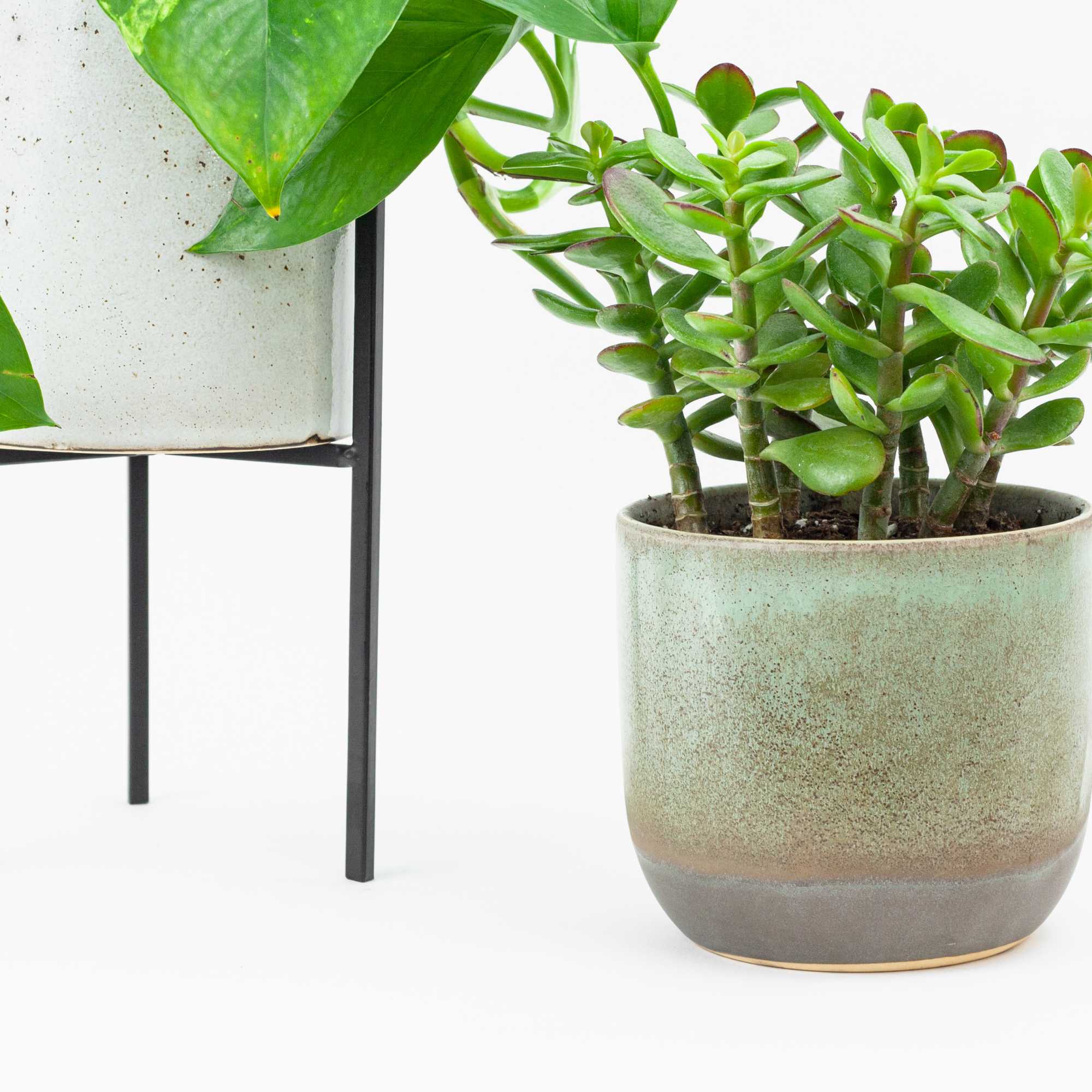 Two potted plants in ceramic planters, one on a stand