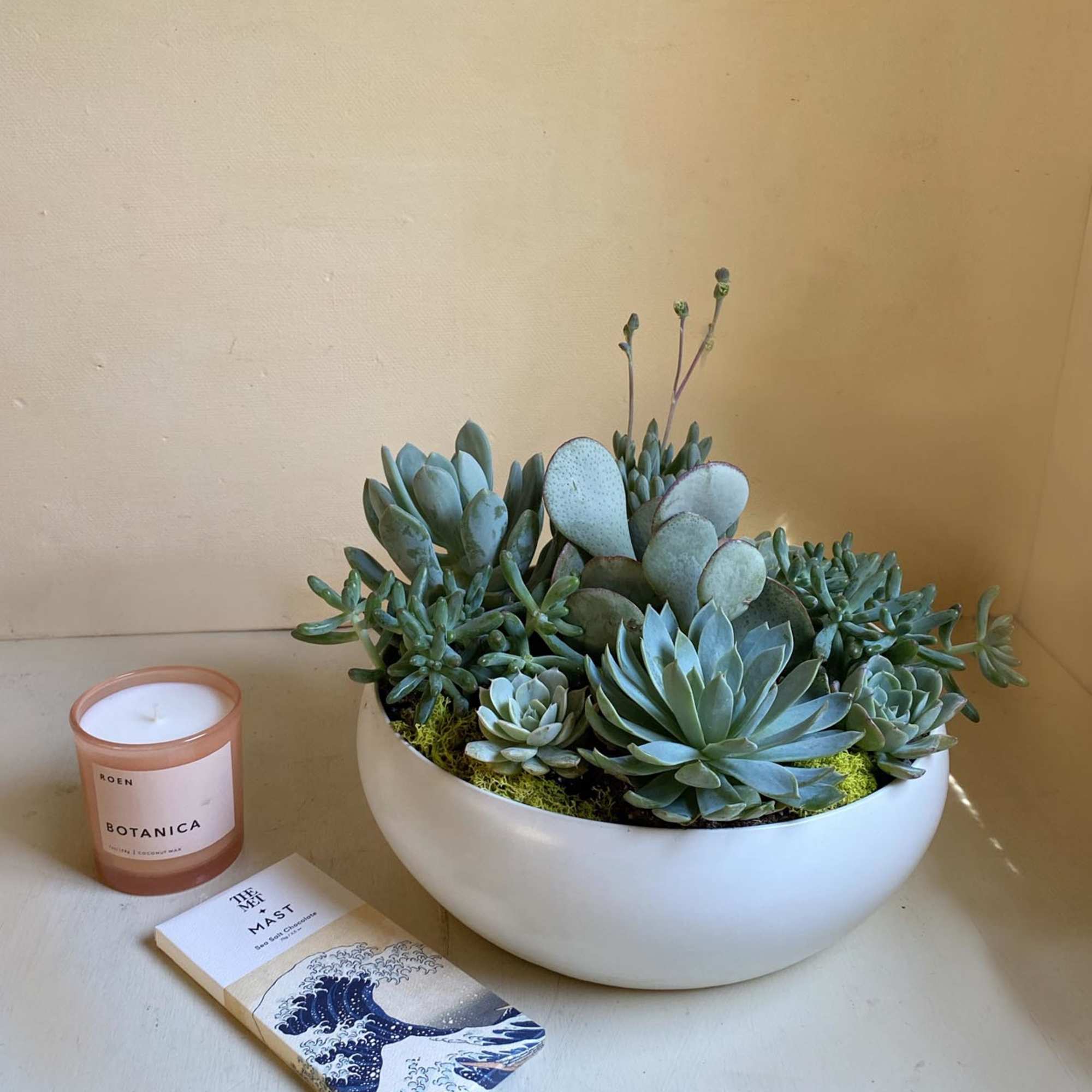 A white ceramic round planter filled with fresh and beautiful succulents, topped, photo 3 of 3
