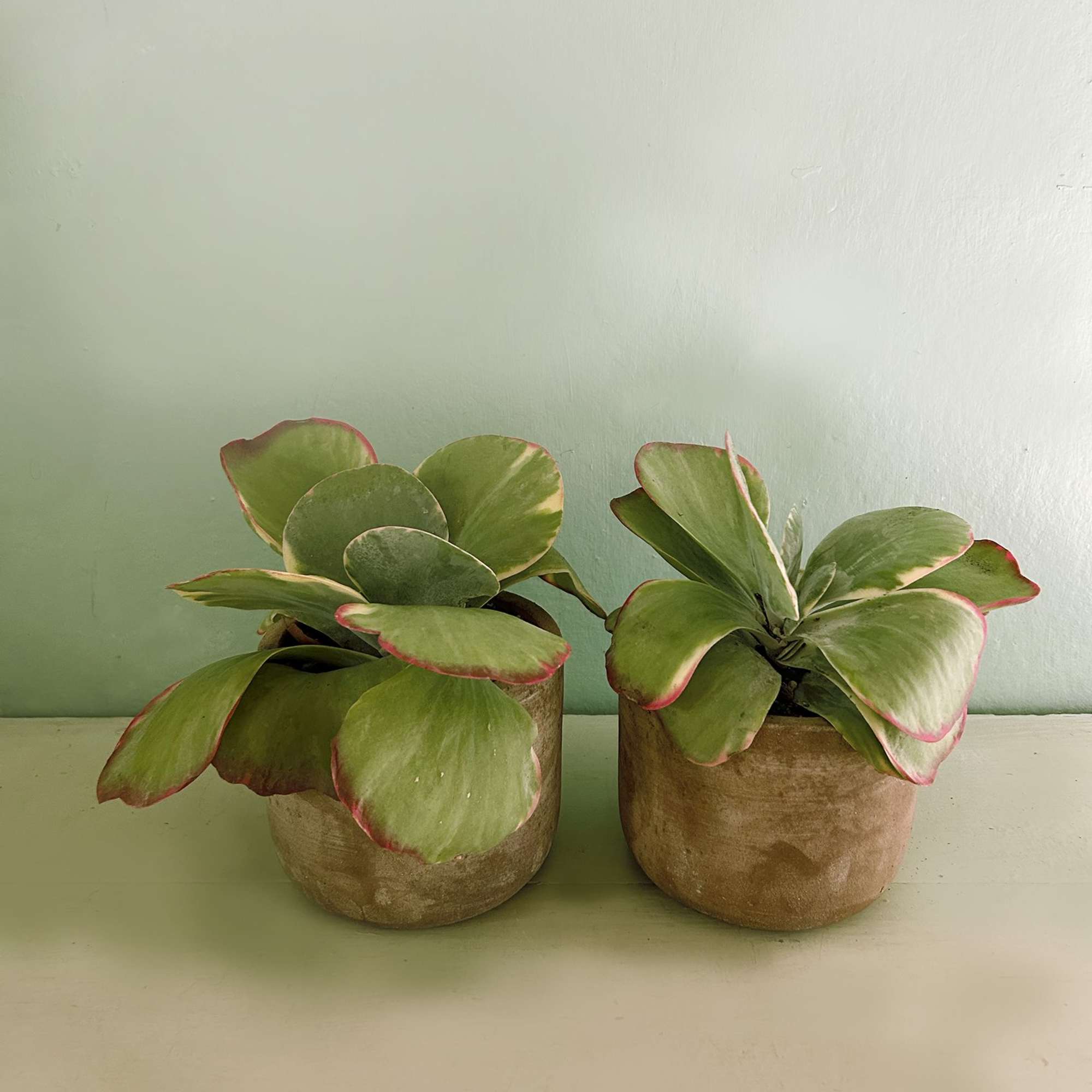 Two potted succulents with broad green leaves and pink edges