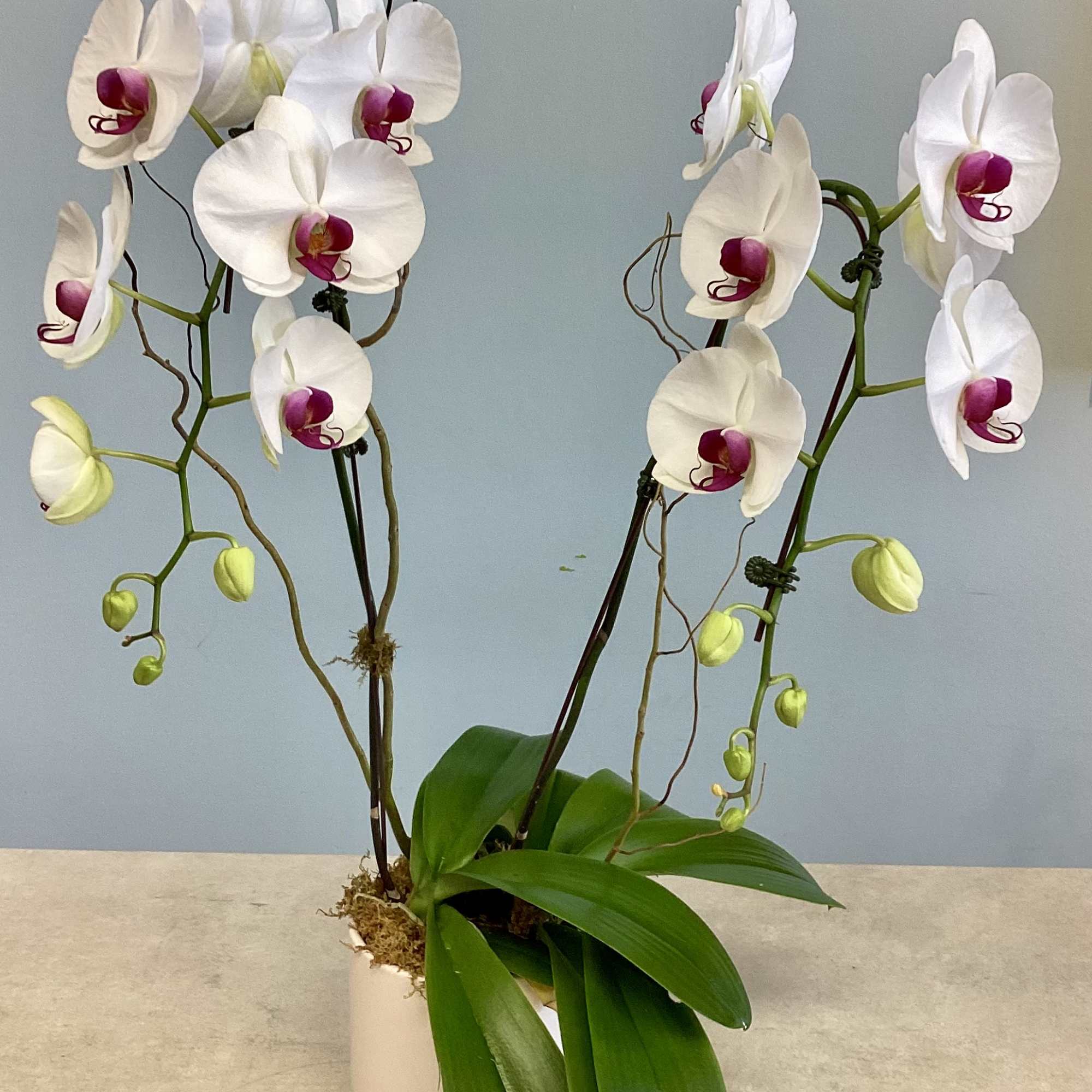 White orchids with magenta centers in a white pot