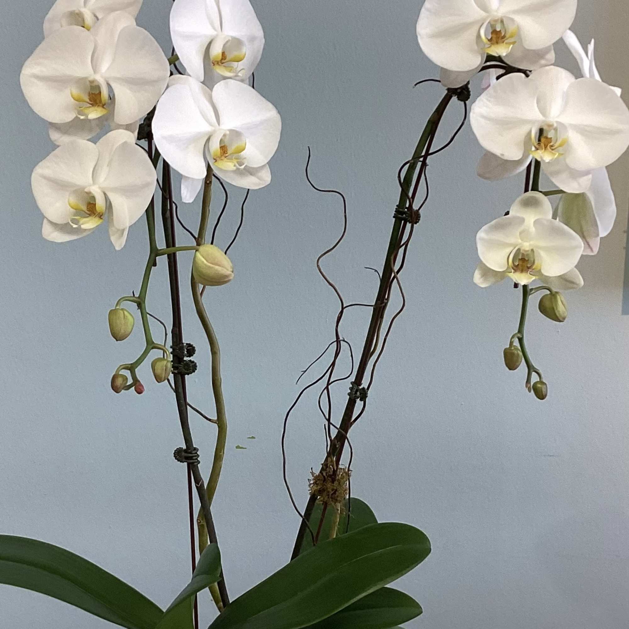 White orchid plant in a white ceramic pot
