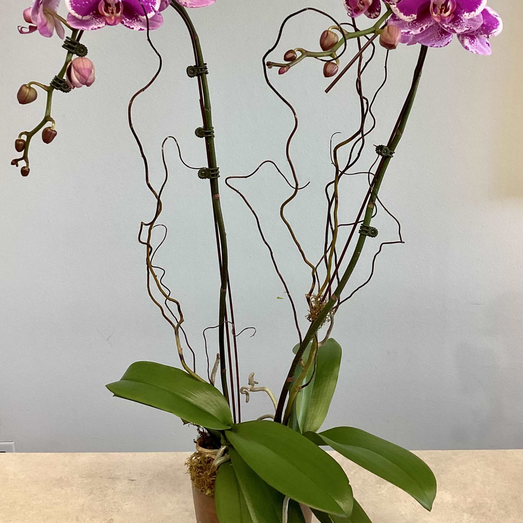 Potted pink phalaenopsis orchids with long stems and broad green leaves