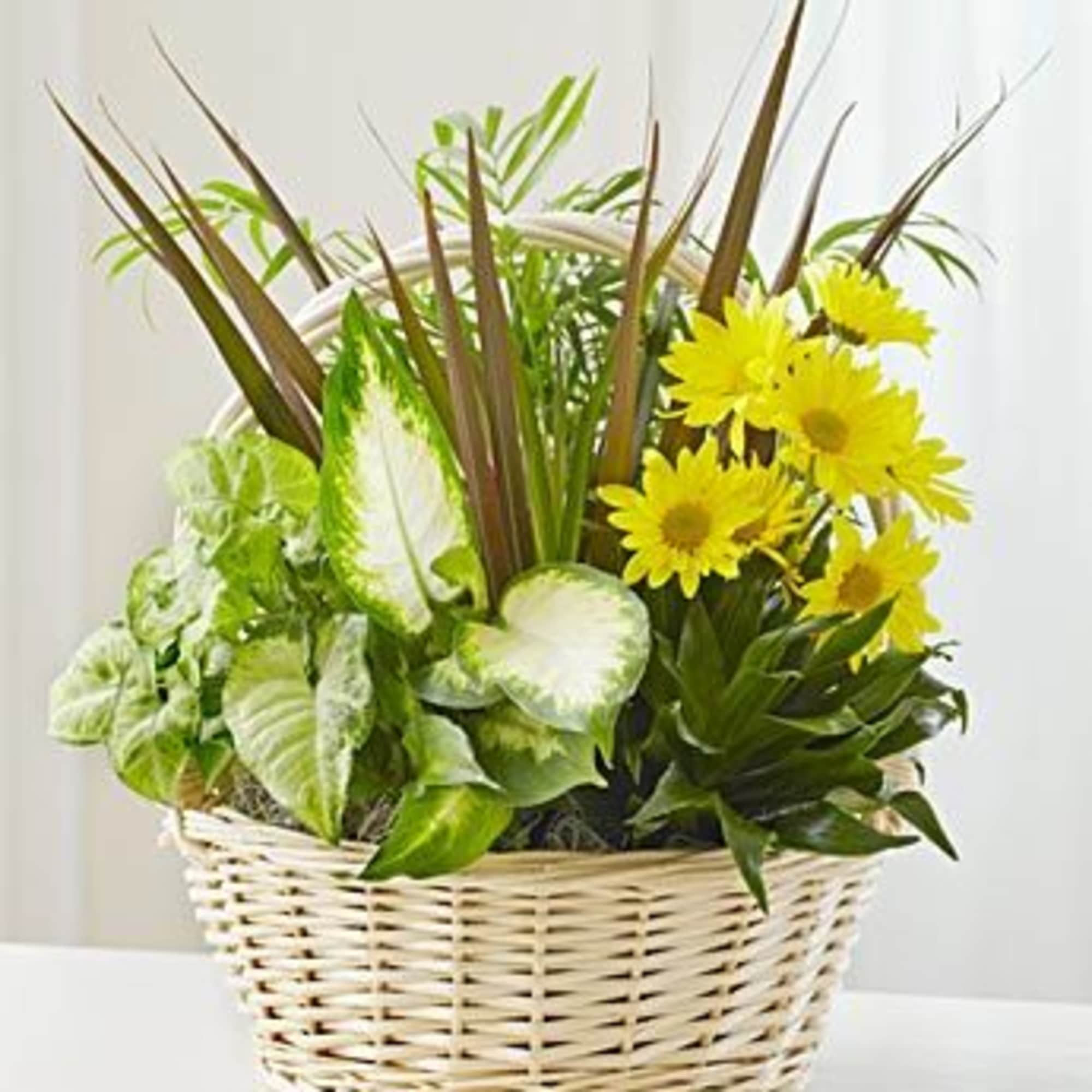 Yellow daisies in a wicker basket with assorted green foliage