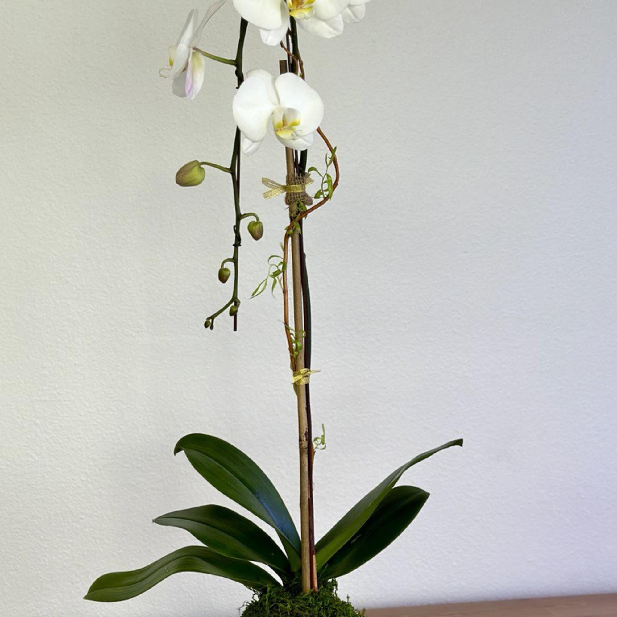White orchid plant in a white pot with moss