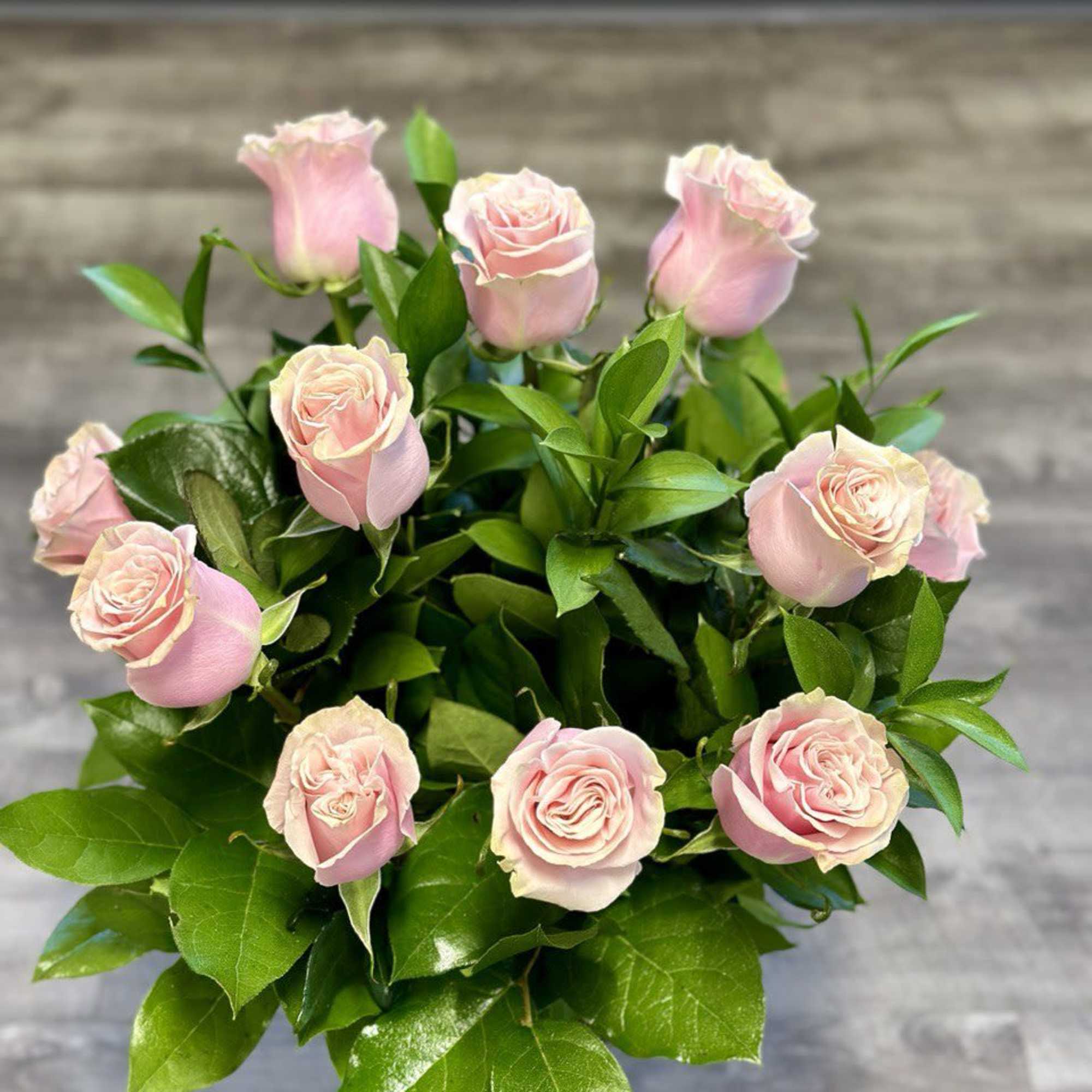 Bouquet of pale pink roses with glossy green leaves
