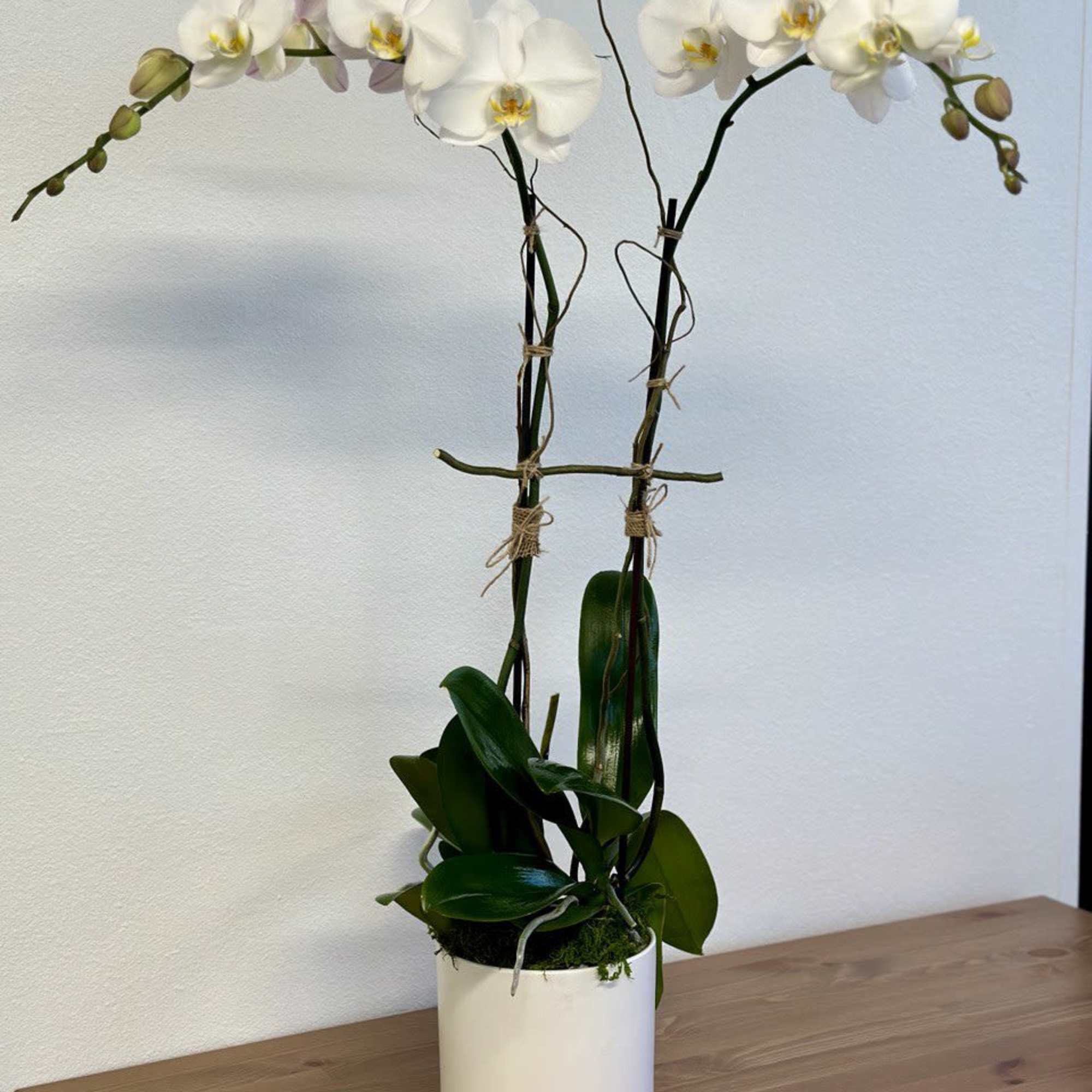 White orchid plant in a white pot on a wooden table