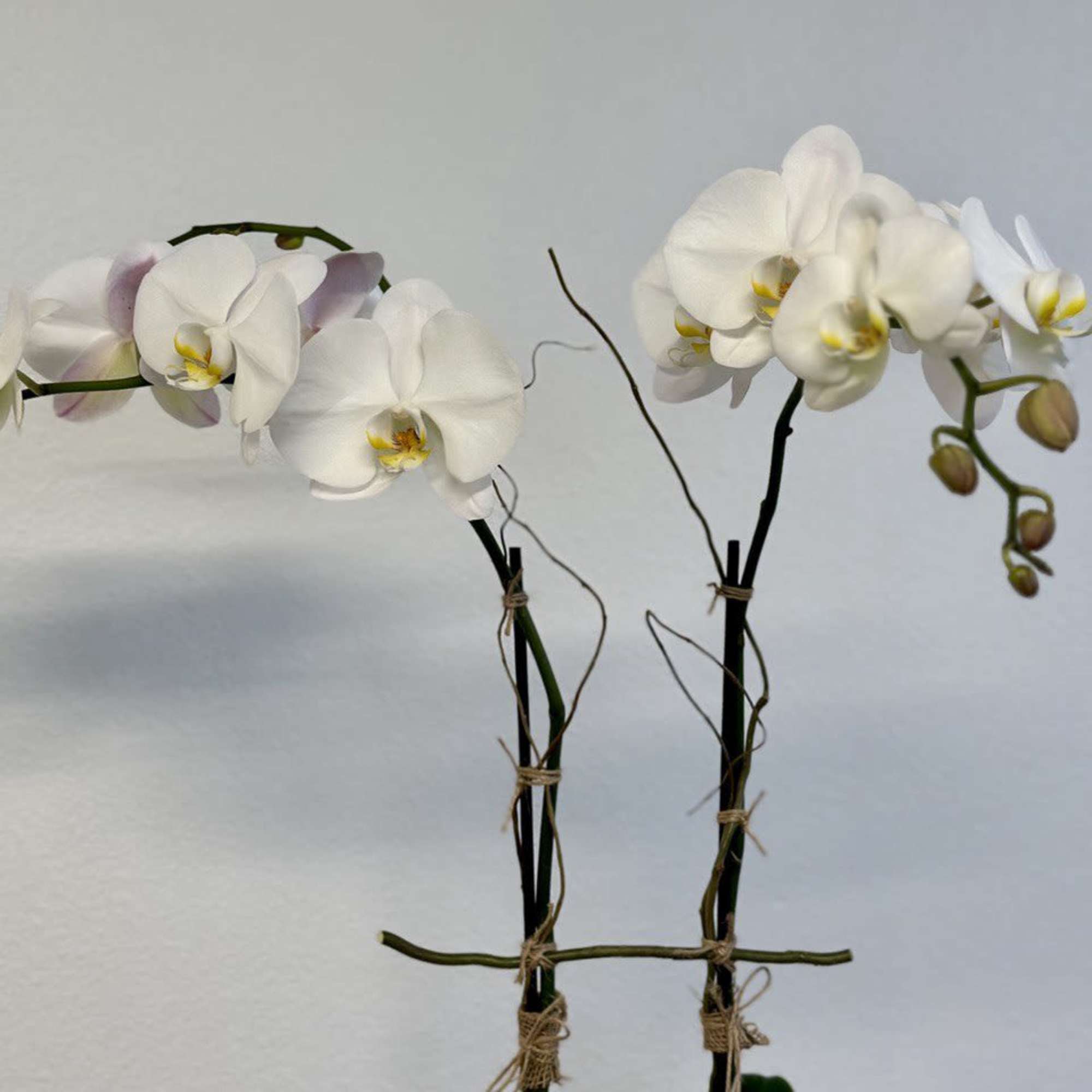 White orchid stems tied together against a plain wall
