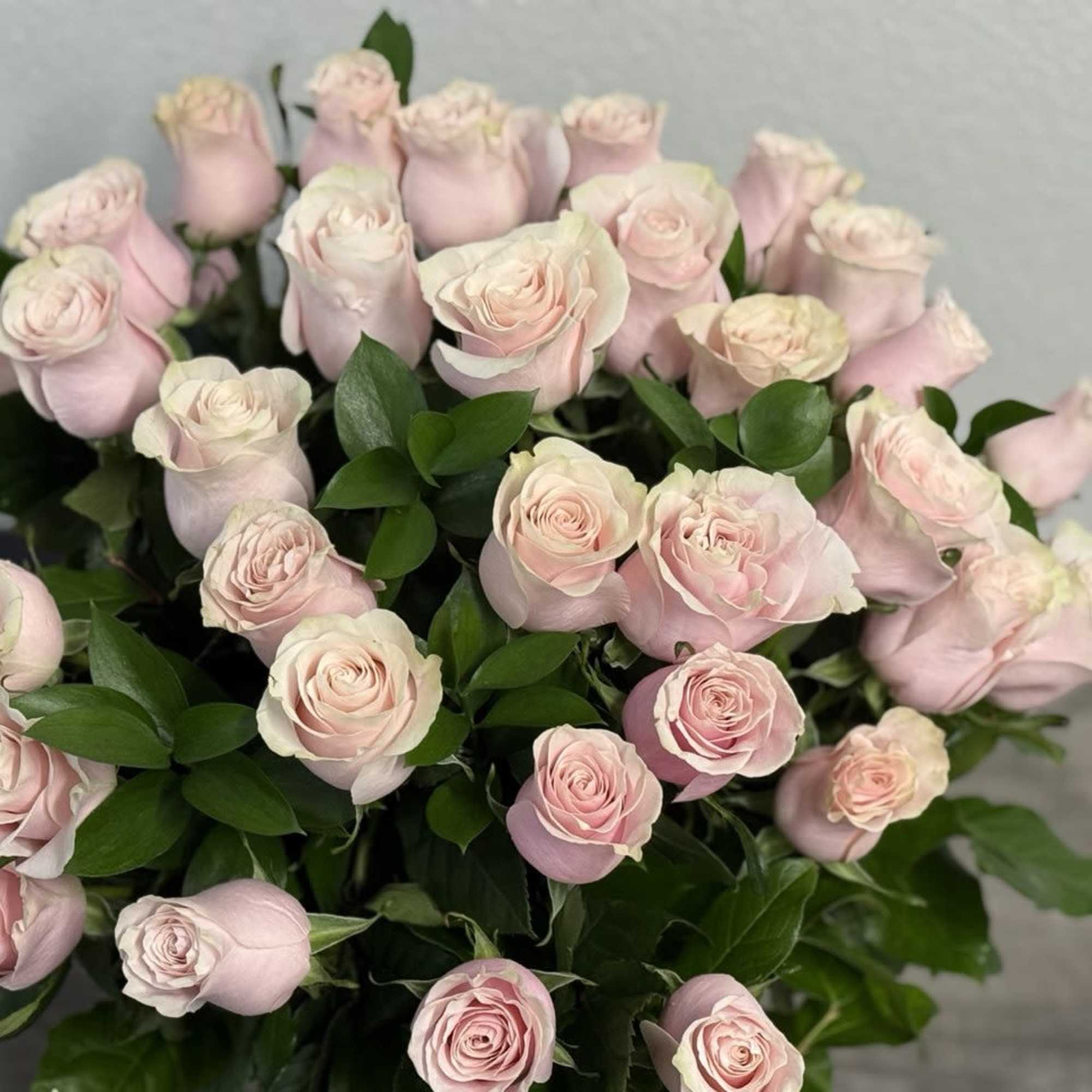 Bouquet of pale pink roses with dark green foliage