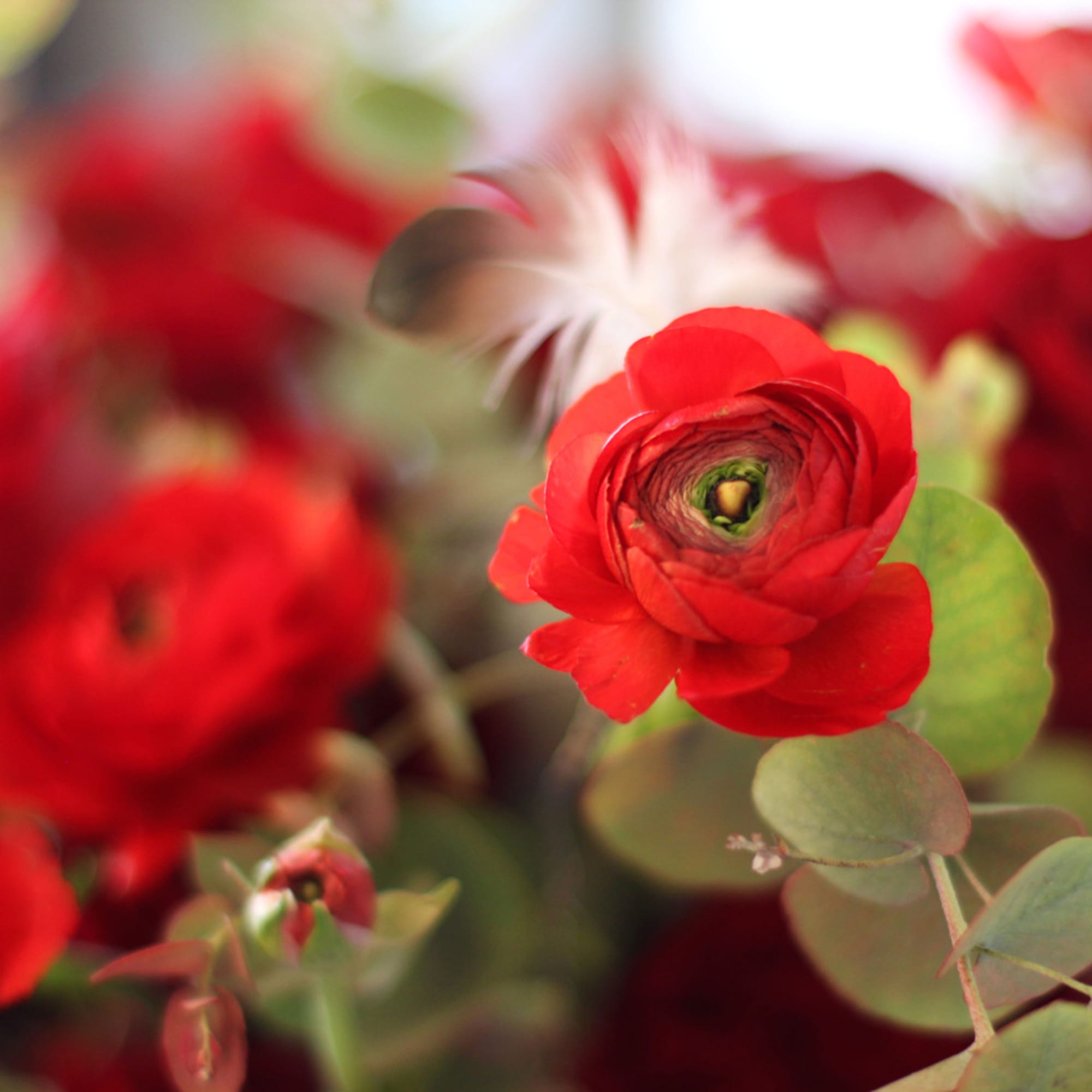 A cutting edge between chic and classic red hand tie Rose assorted, photo 3 of 4
