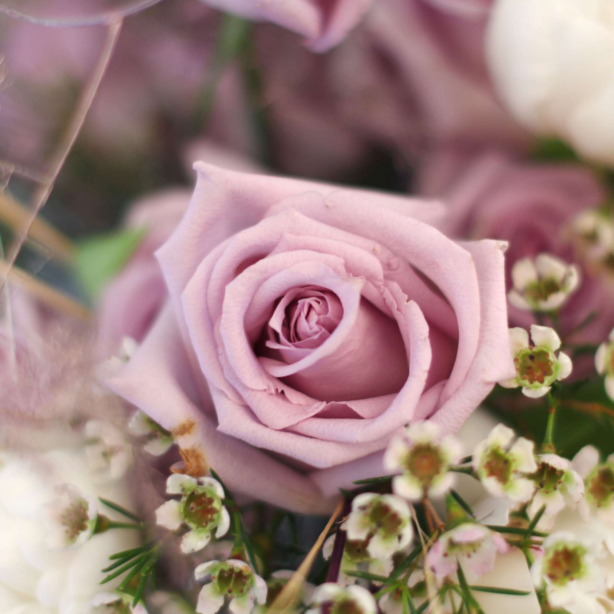 A soft gentle Lavender Ivory color palette create by 2 dozen garden, photo 4 of 4