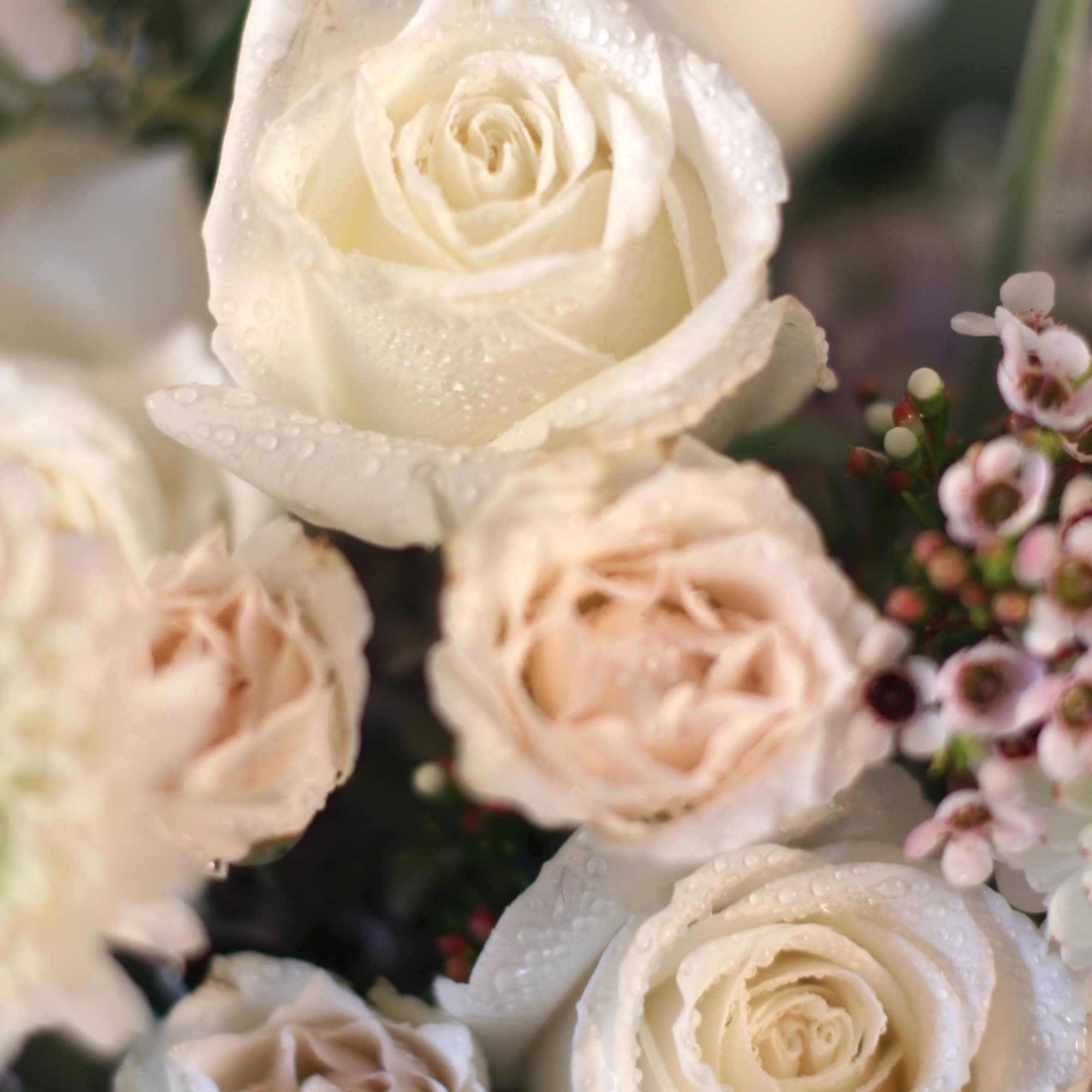 Ivory /blush combo create an elegance , clean luxe rose garden look., photo 4 of 4