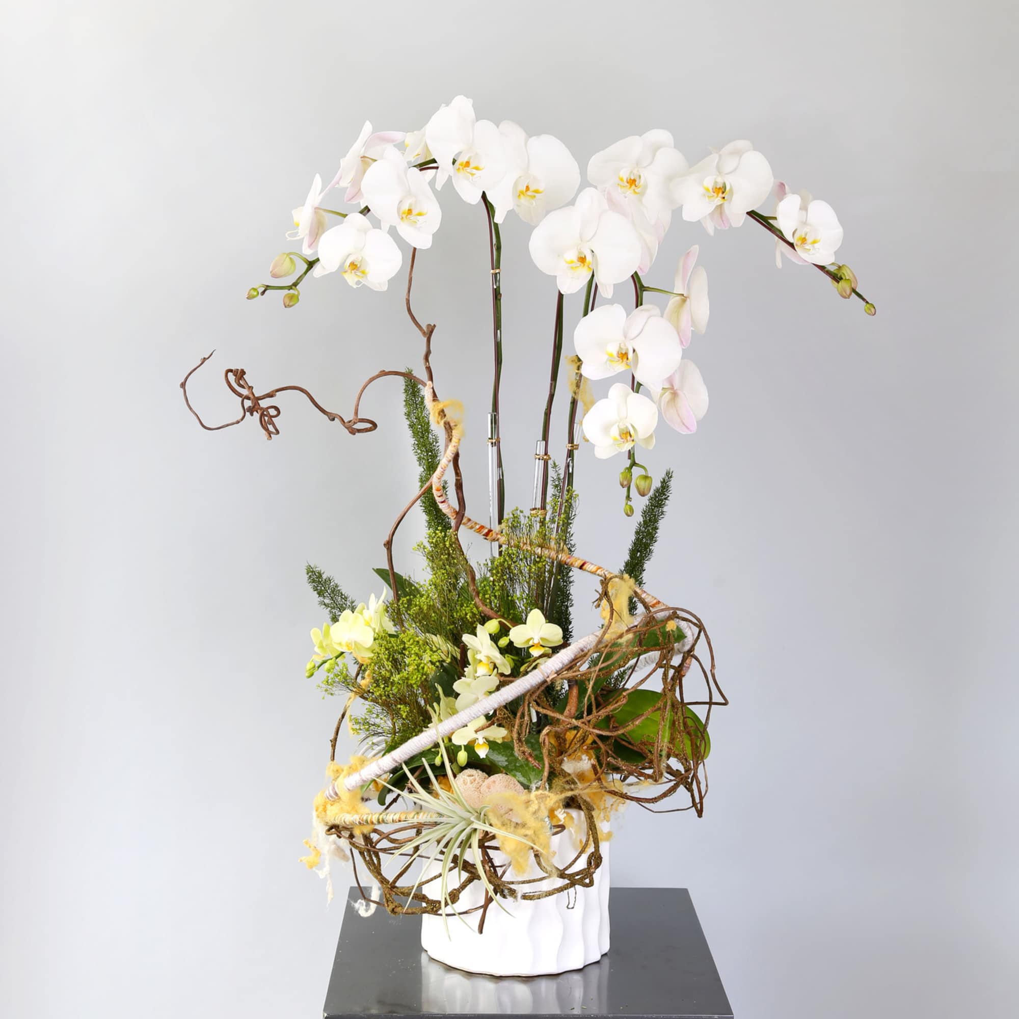 This artful arrangement featuring large white Phalaenopsis orchids blooming and complemented with