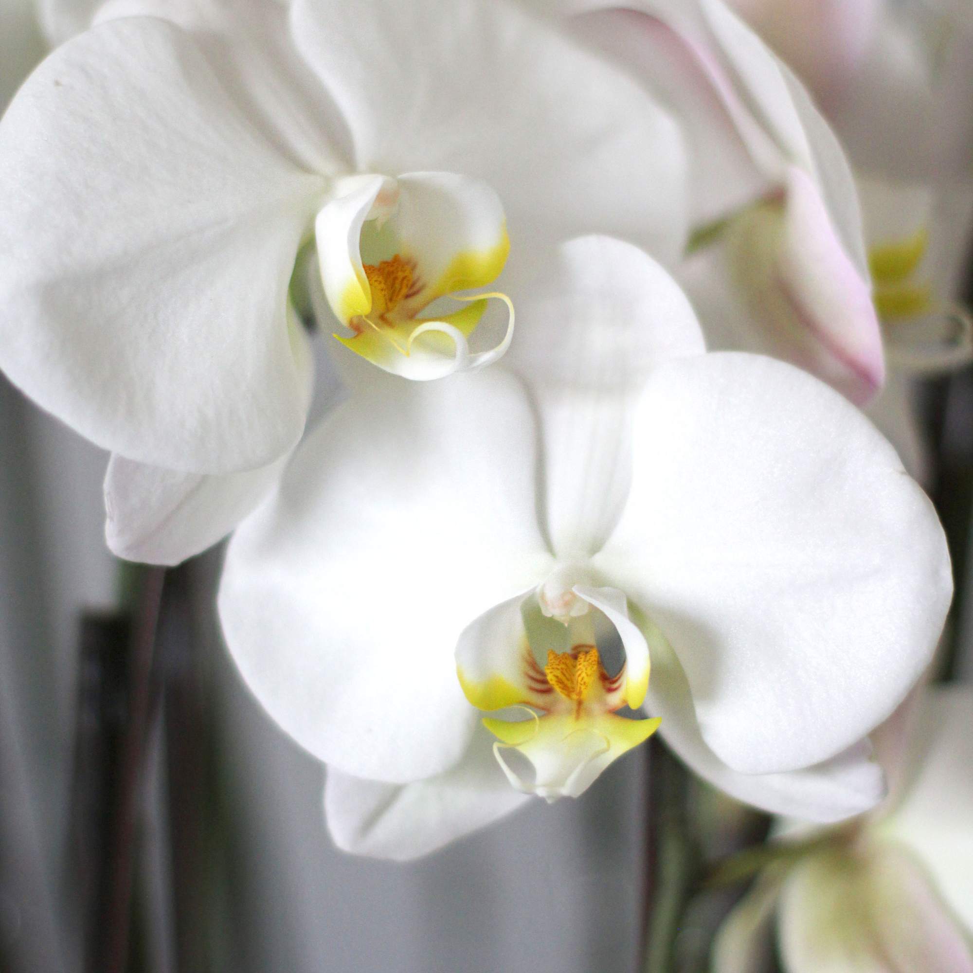 I unique design of Premium Orchid arrangement with sculpture design  preserve, photo 4 of 4